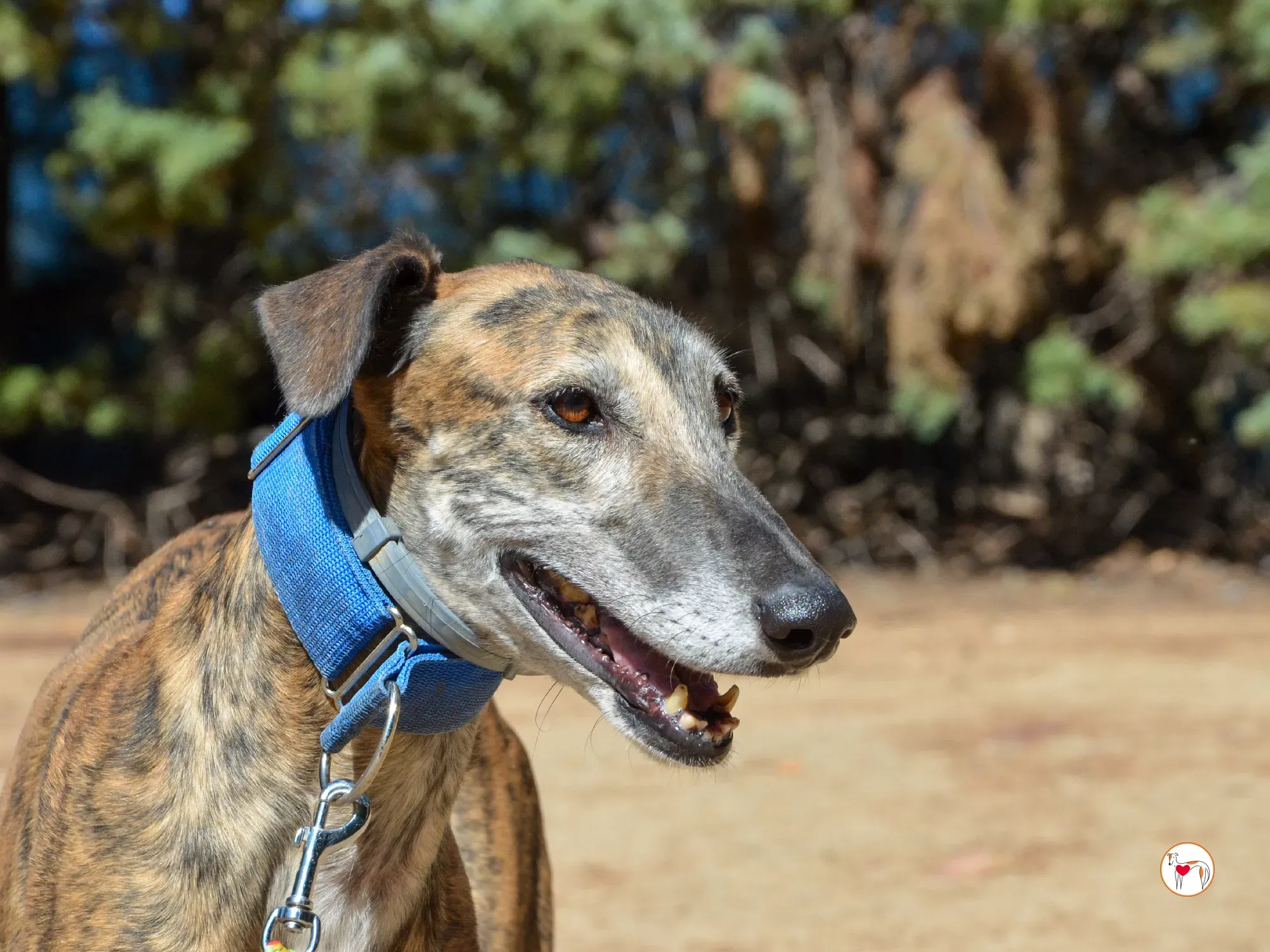 concha galgo adozione 23 1