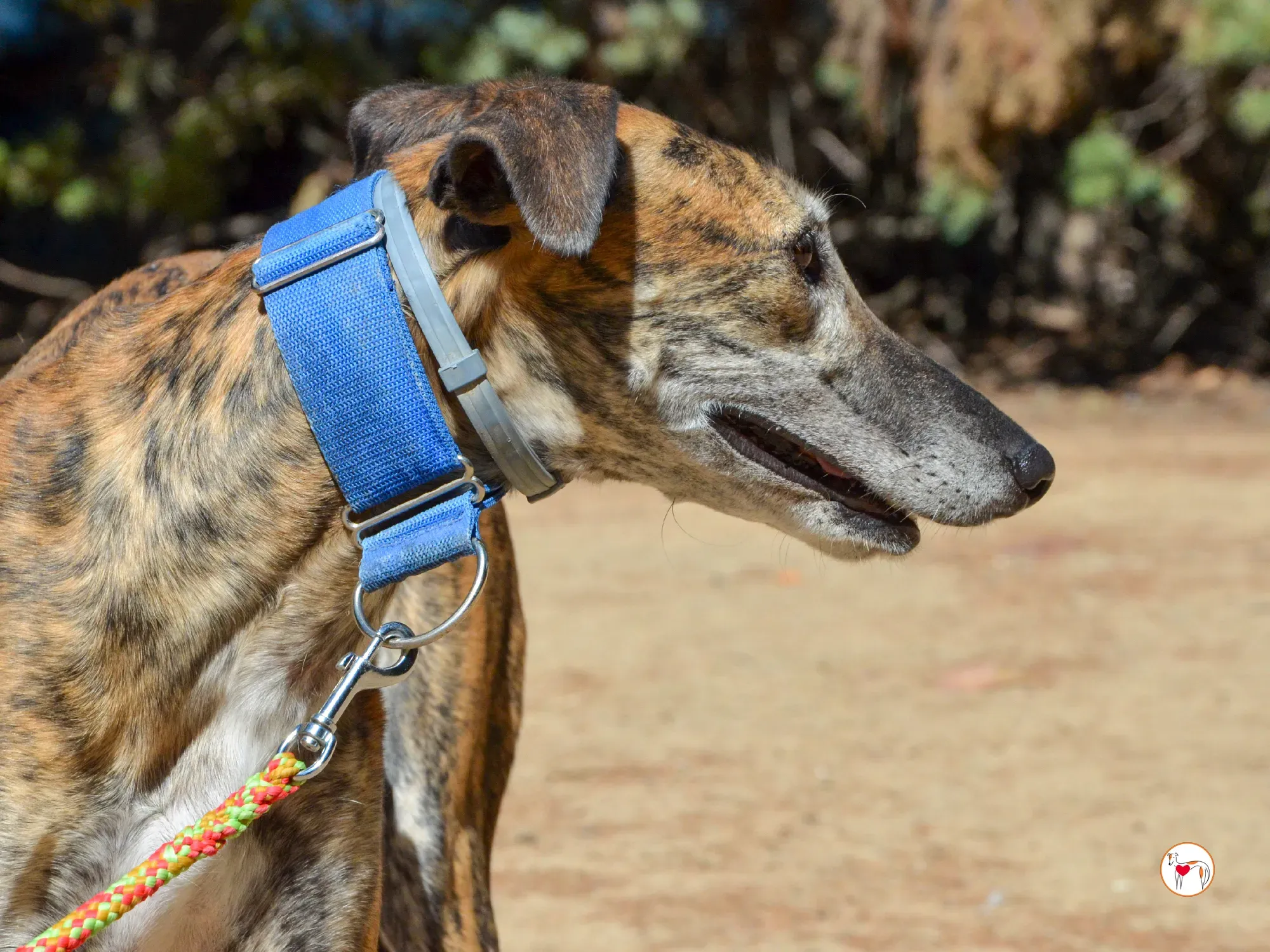 concha galgo adozione 24