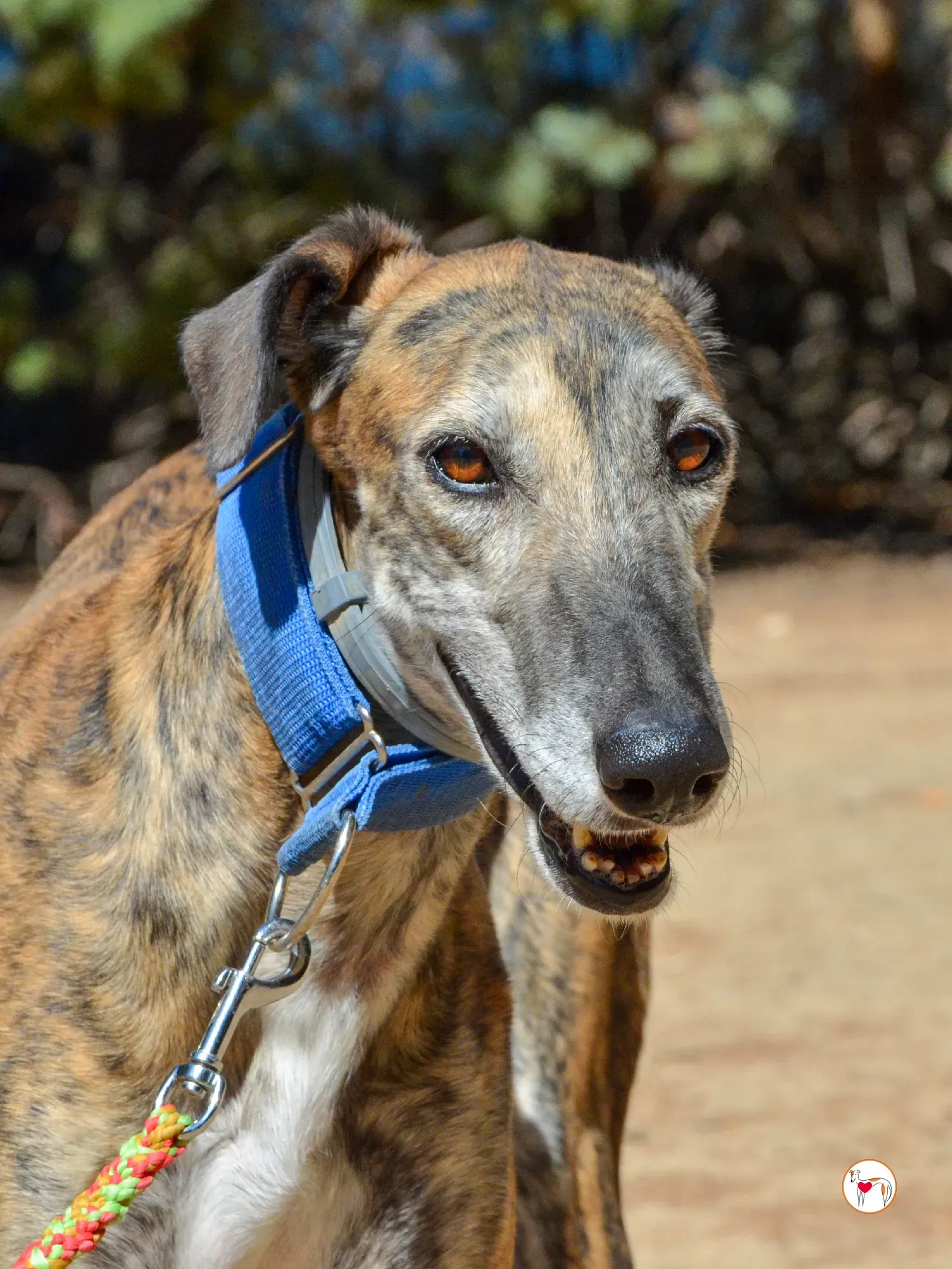 concha galgo adozione 25 1