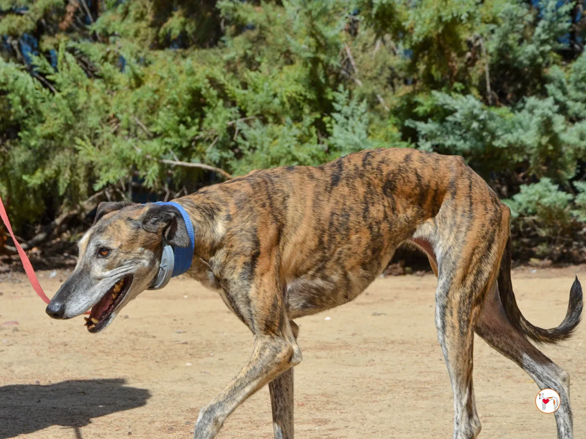 concha galgo adozione 26