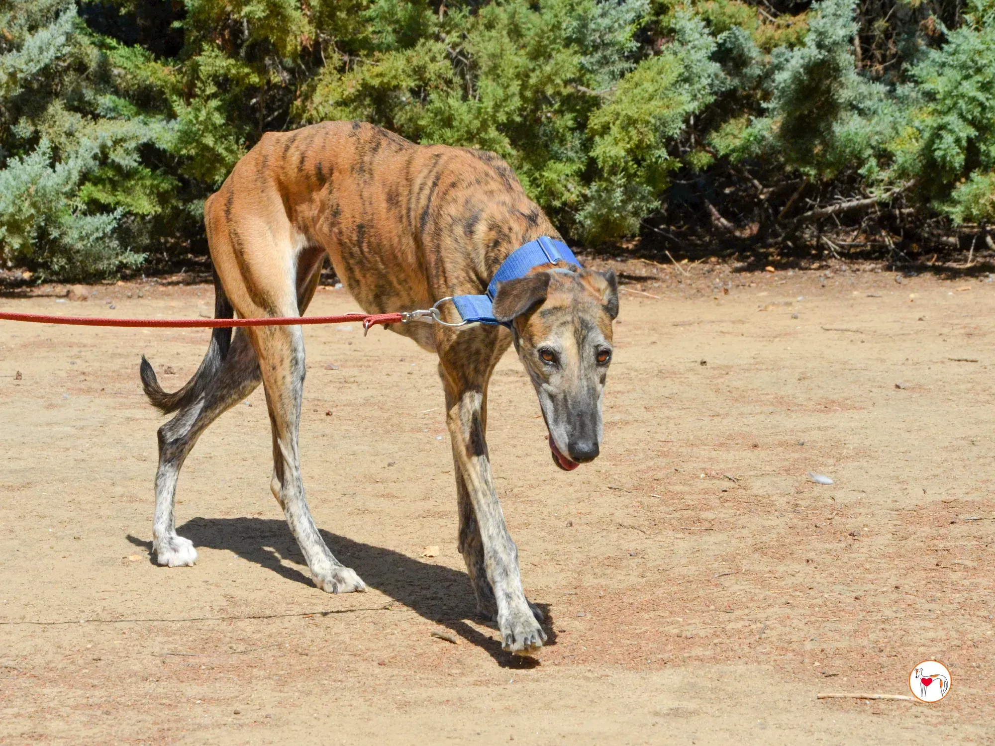 concha galgo adozione 27 1