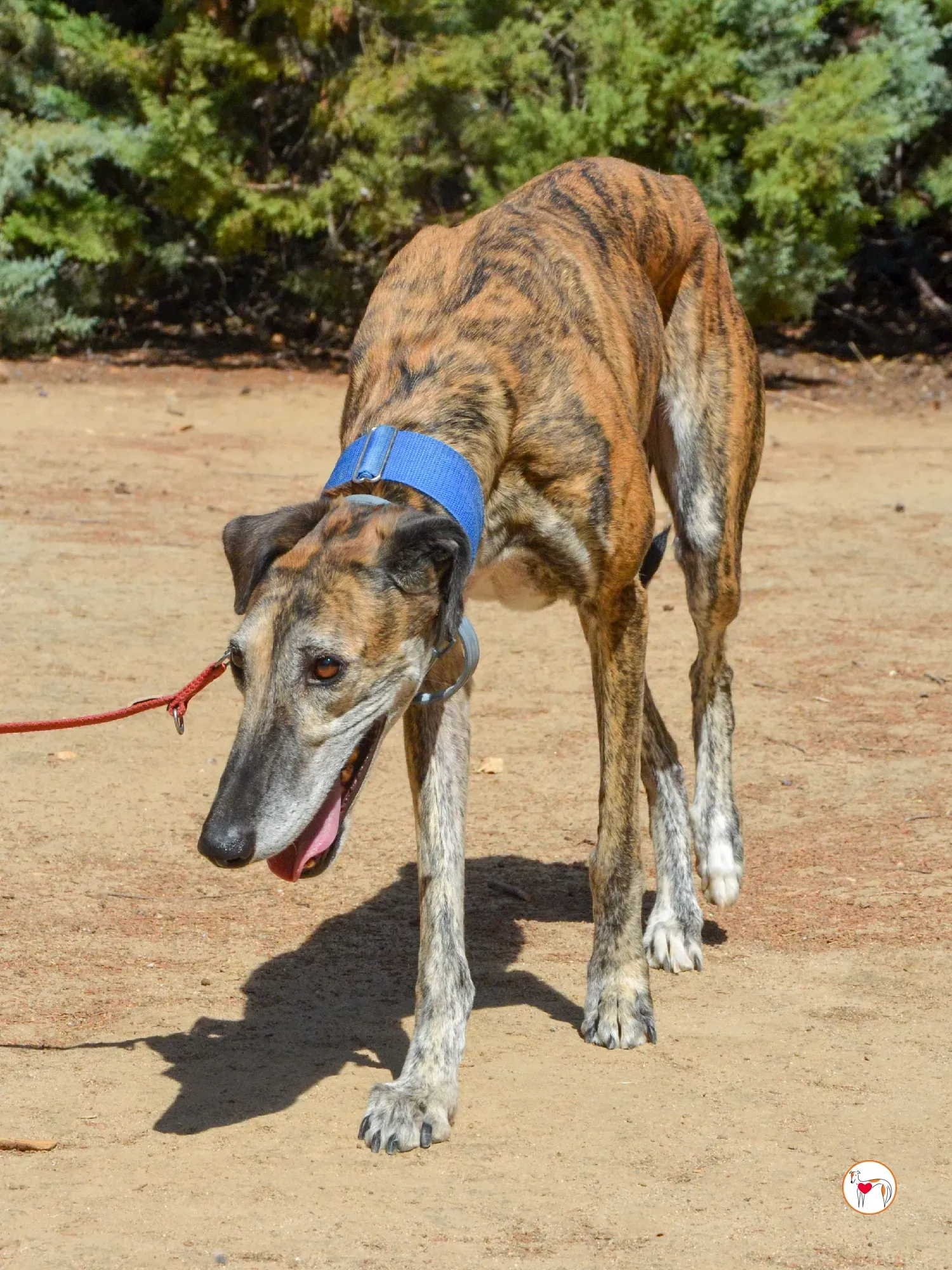 concha galgo adozione 28 1