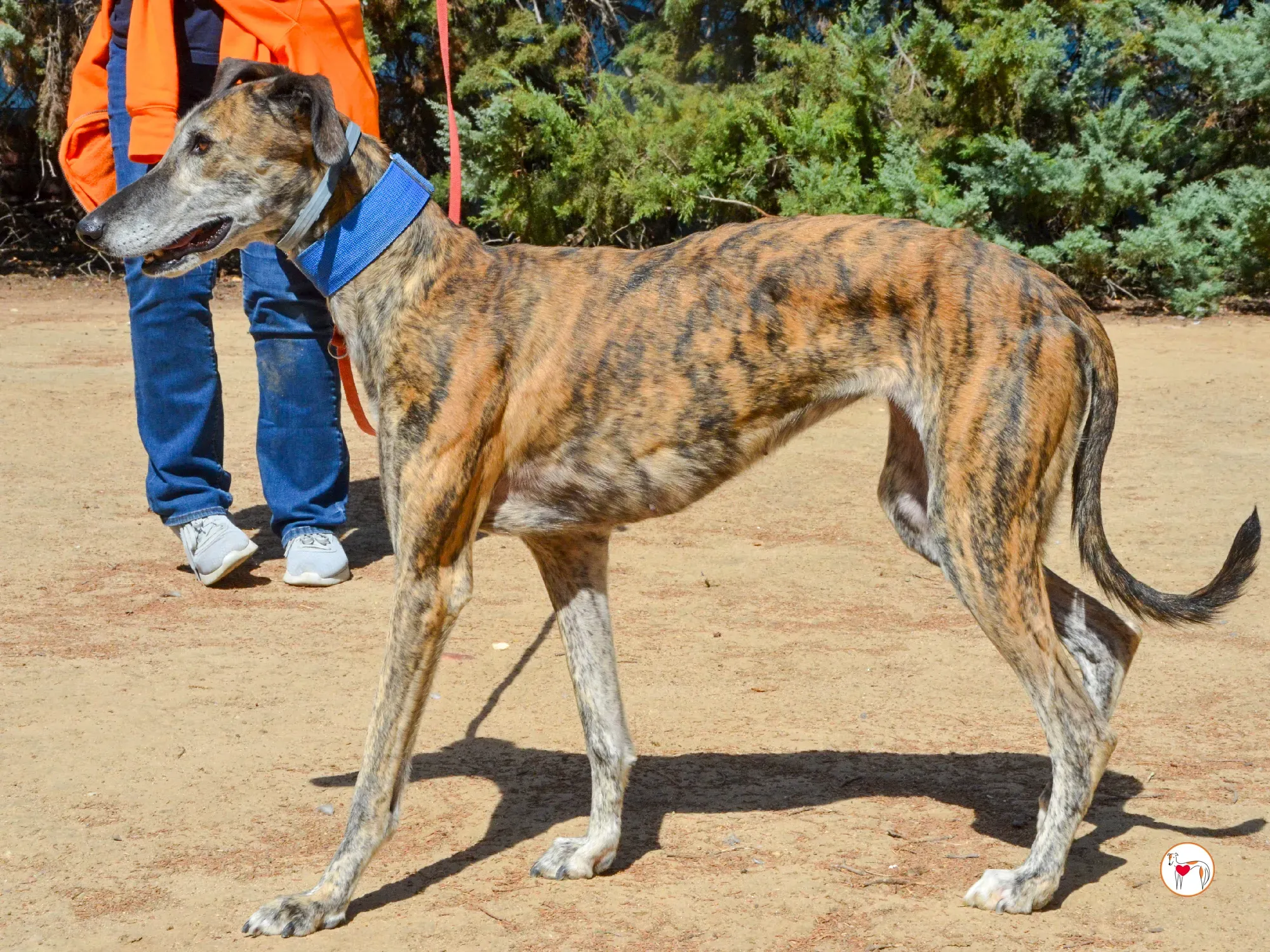 concha galgo adozione 29