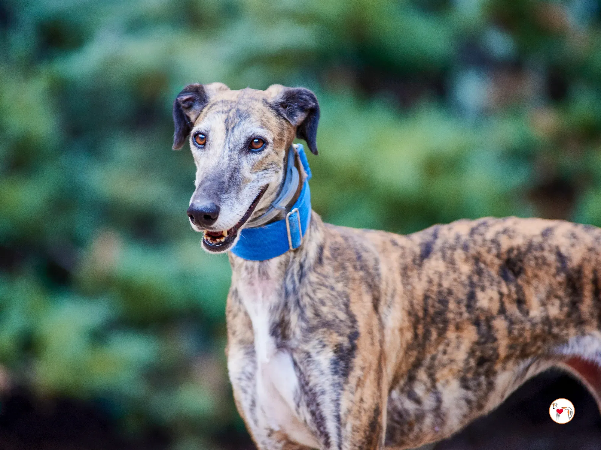 concha galgo adozione 3