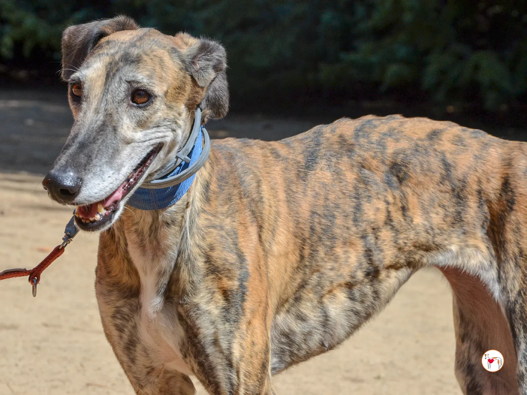 concha galgo adozione 30 1