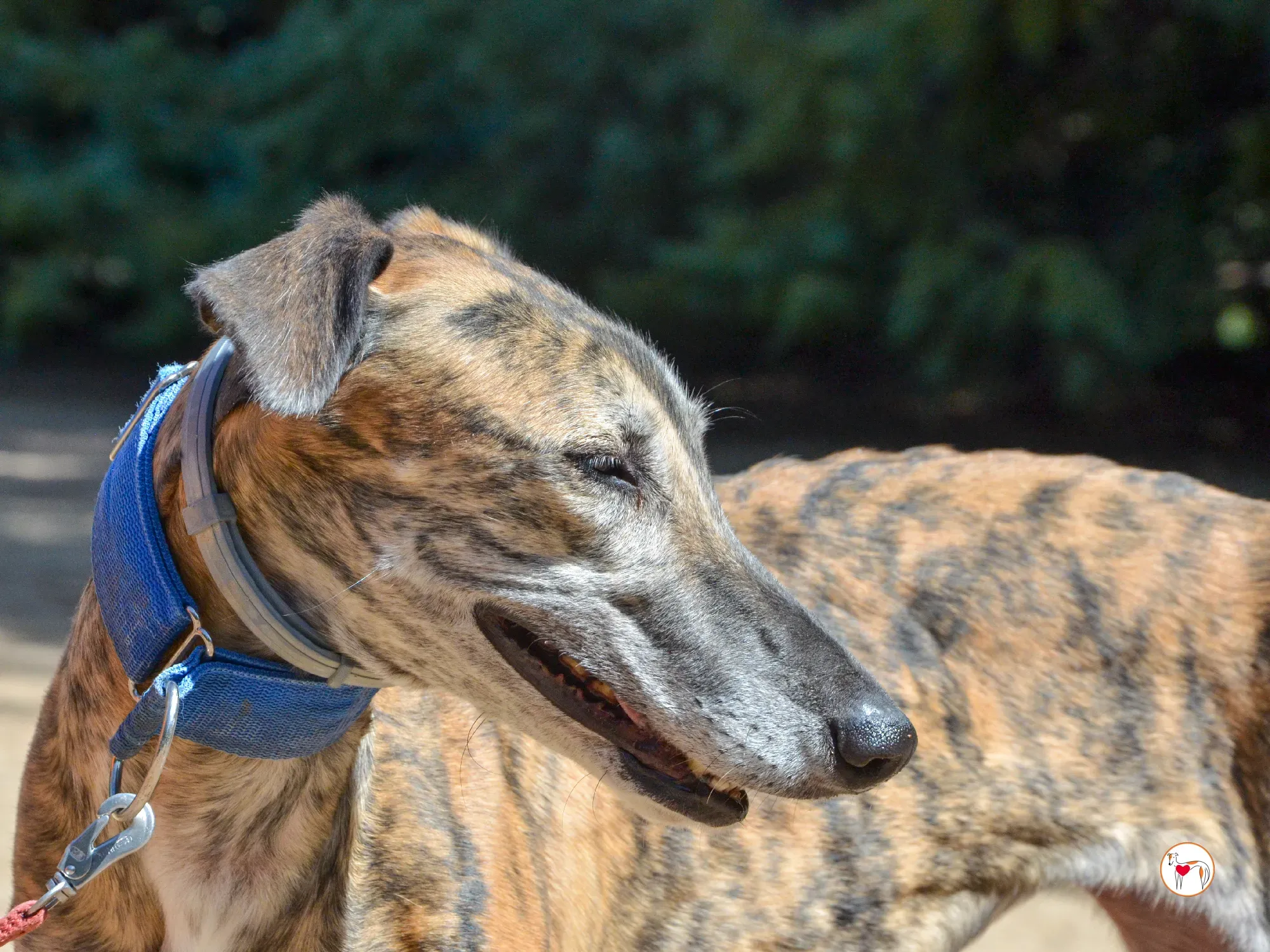 concha galgo adozione 31 1