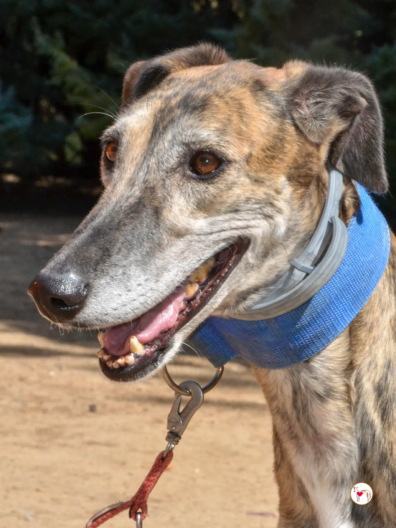 concha galgo adozione 32