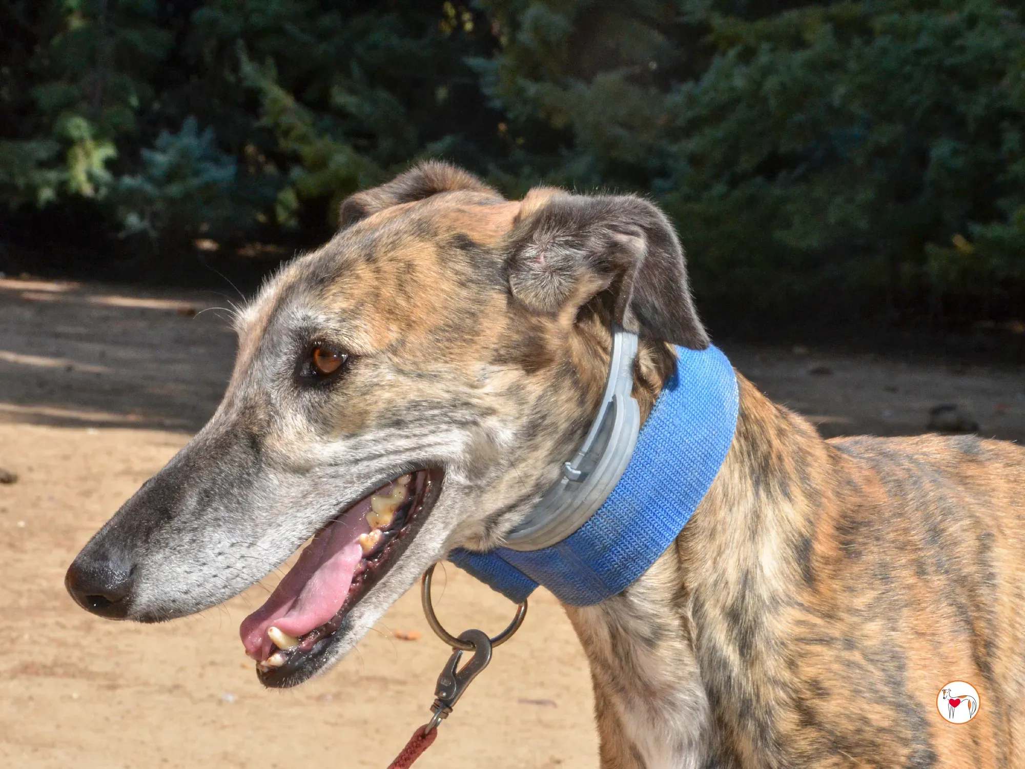 concha galgo adozione 33 1