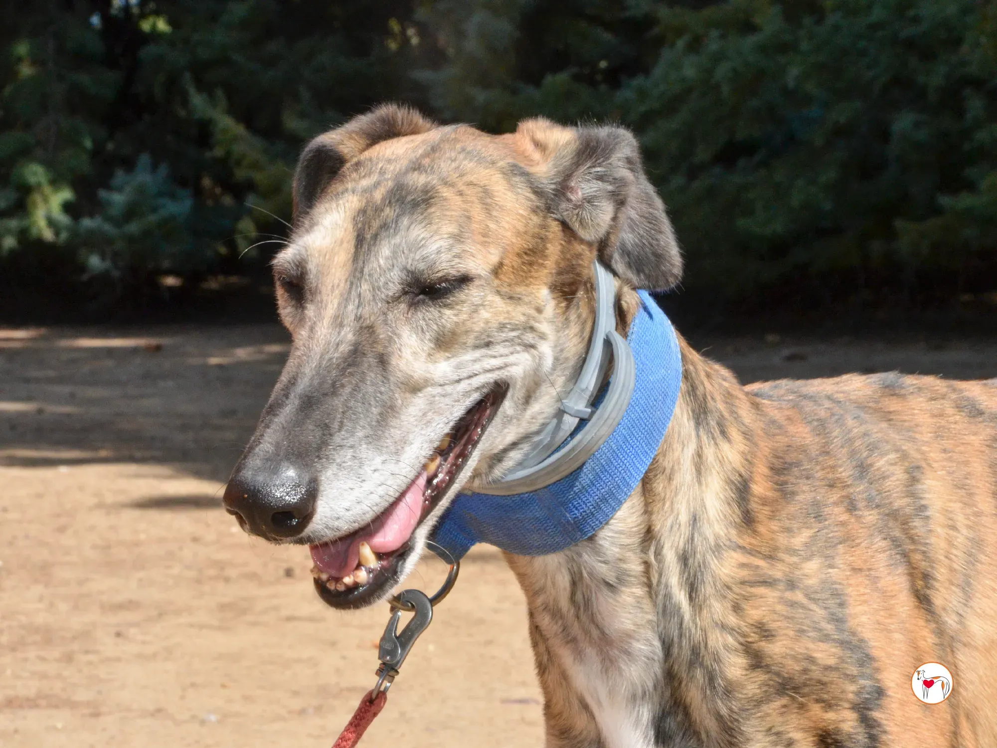 concha galgo adozione 34 1