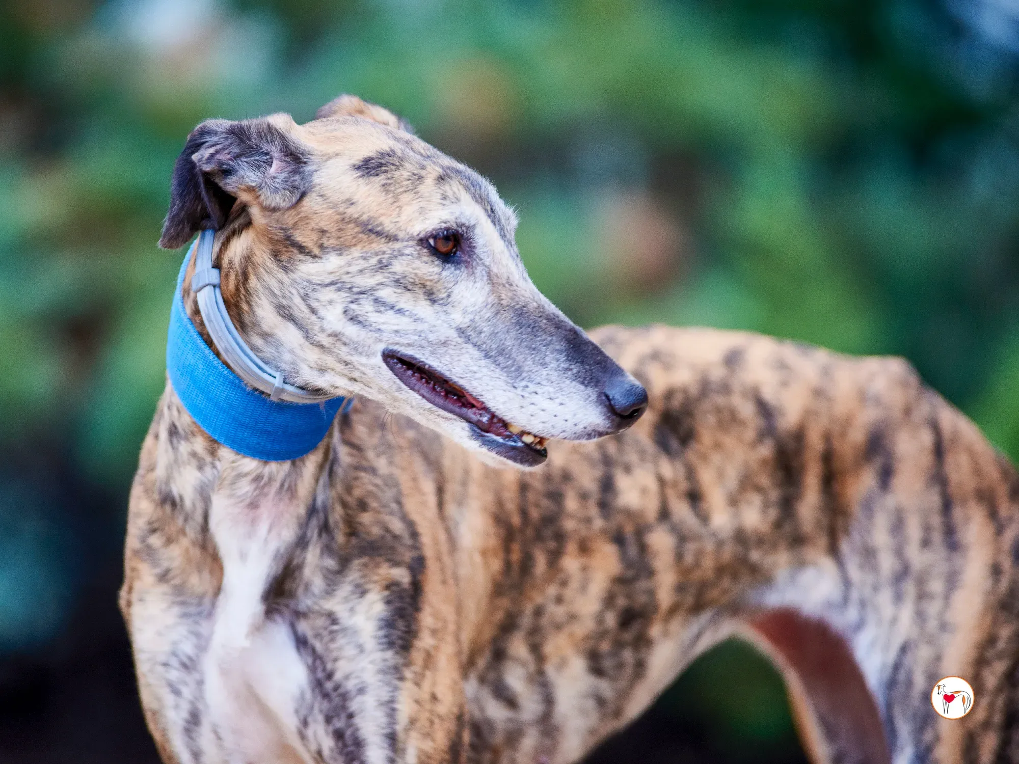 concha galgo adozione 4