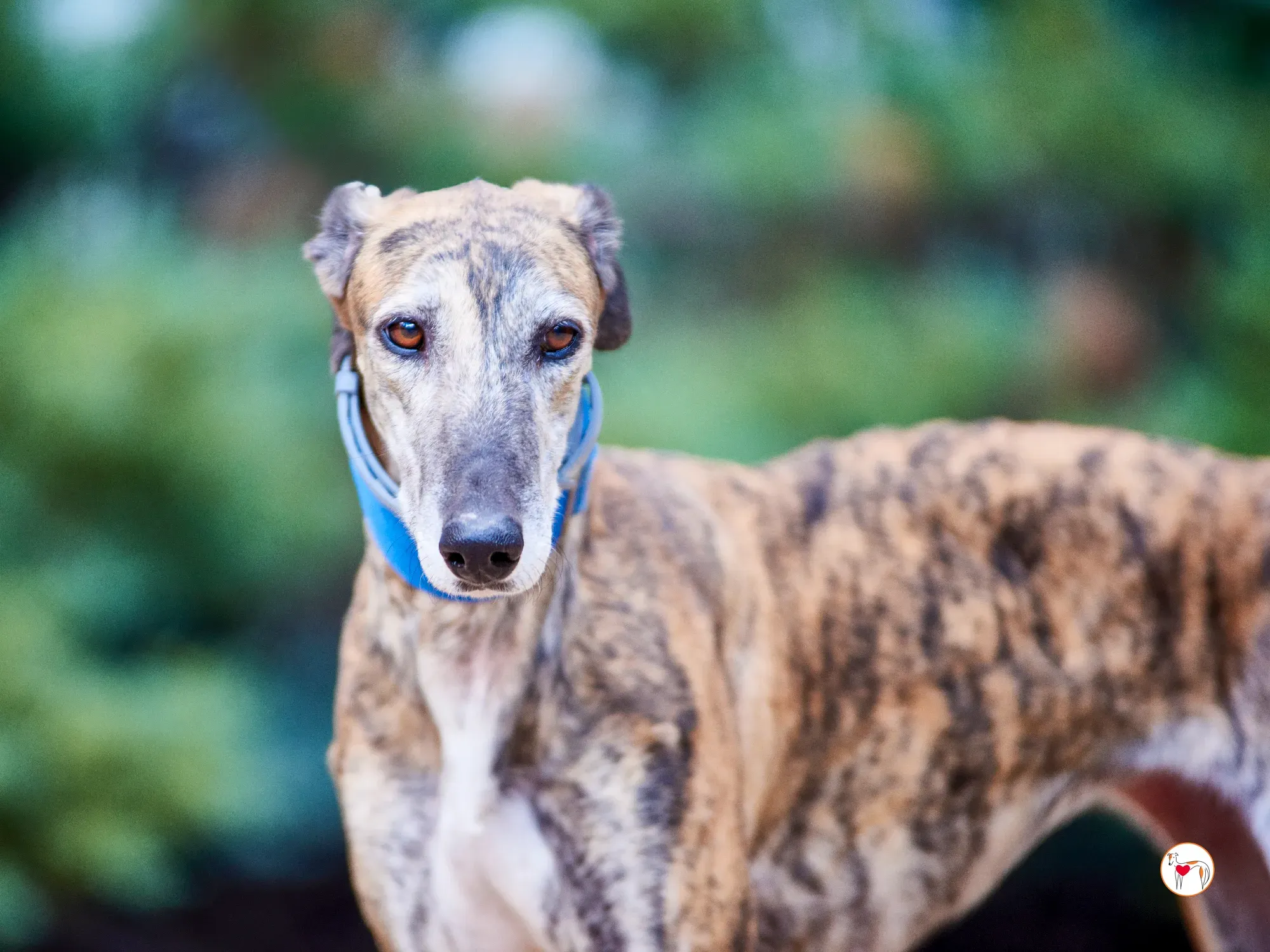 concha galgo adozione 5