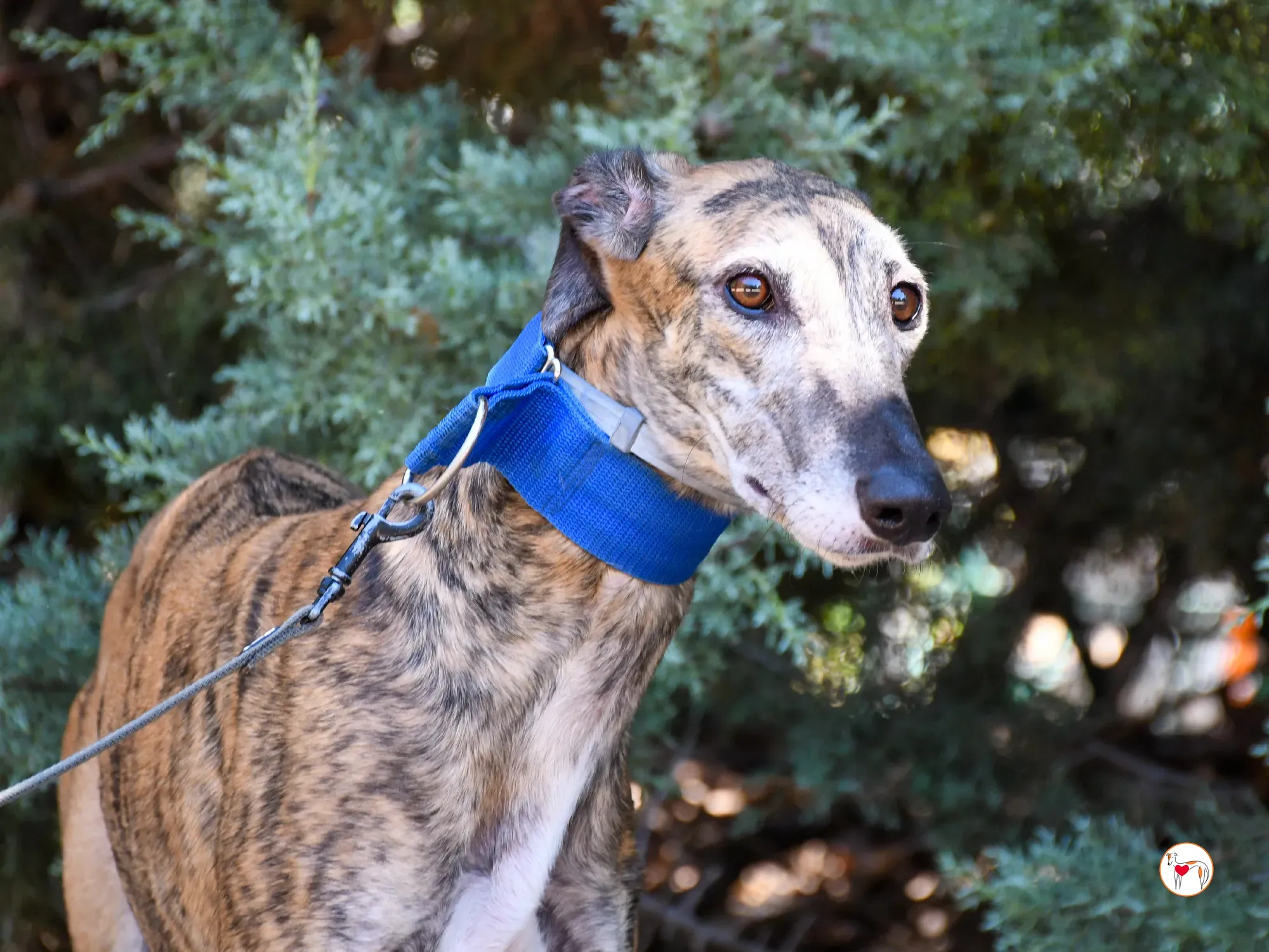 concha galgo adozione 6