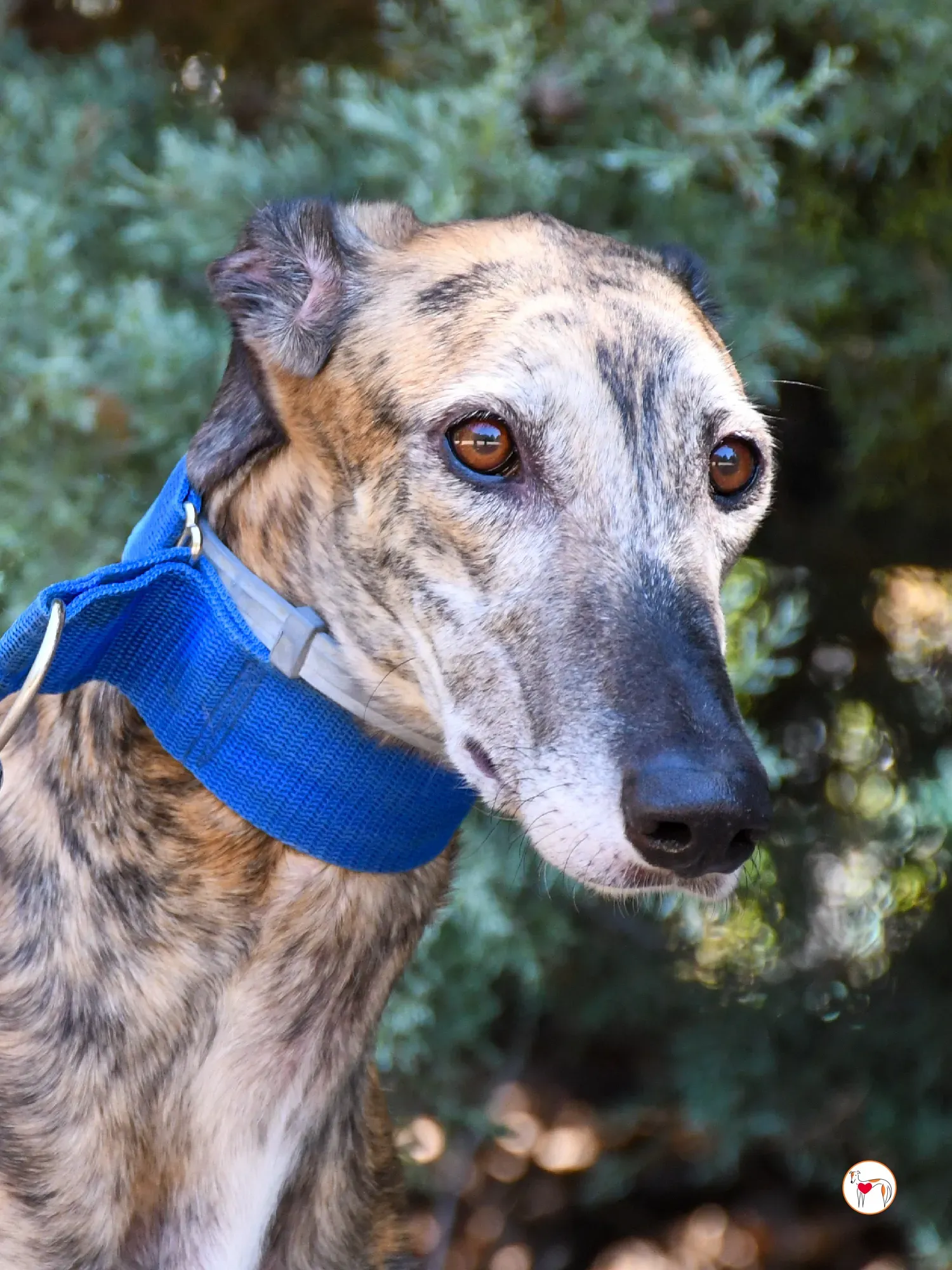 concha galgo adozione 7