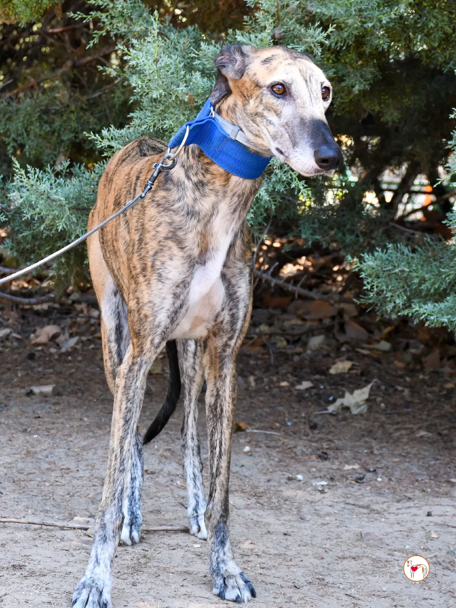 concha galgo adozione 8