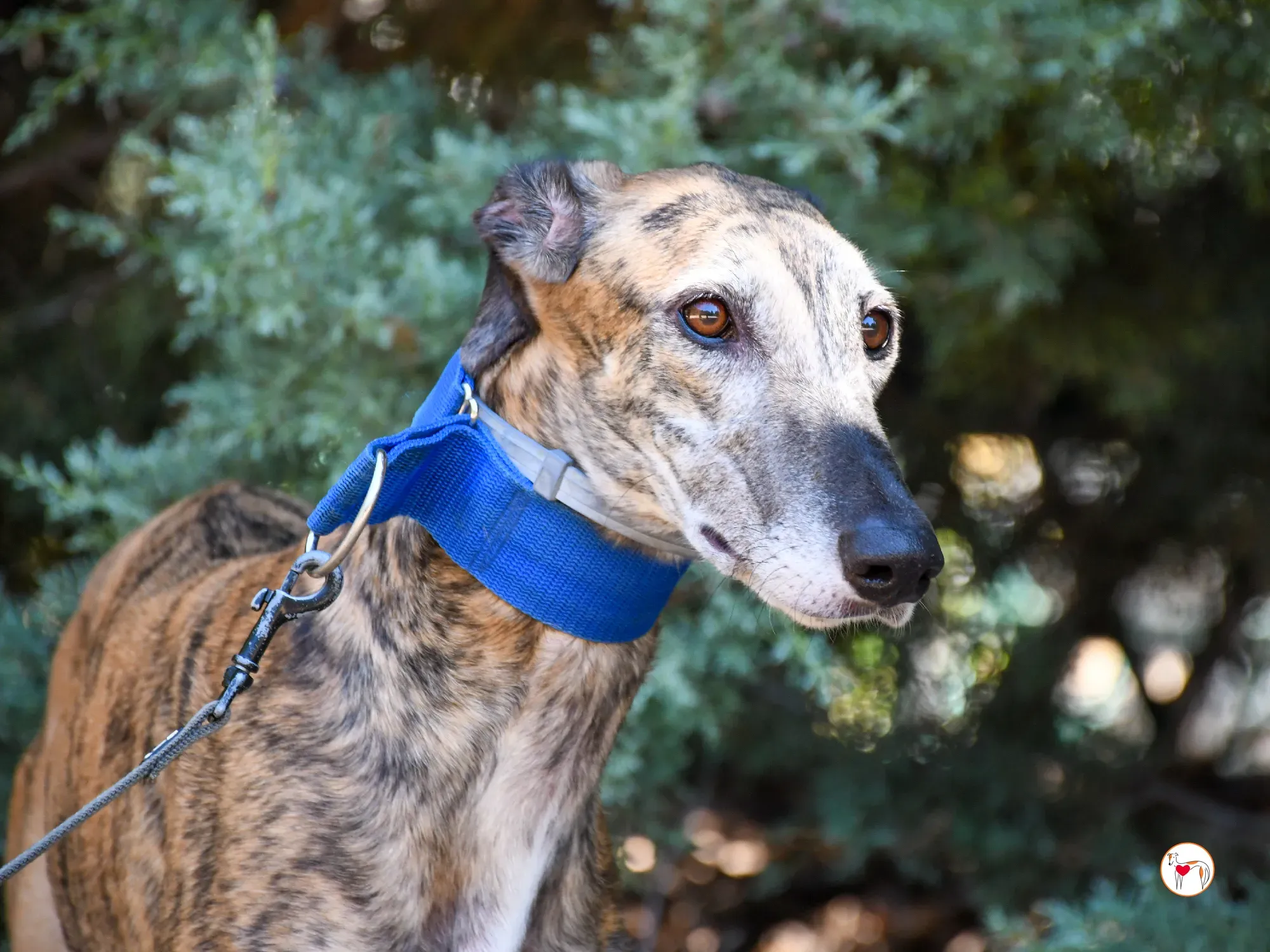 concha galgo adozione 9