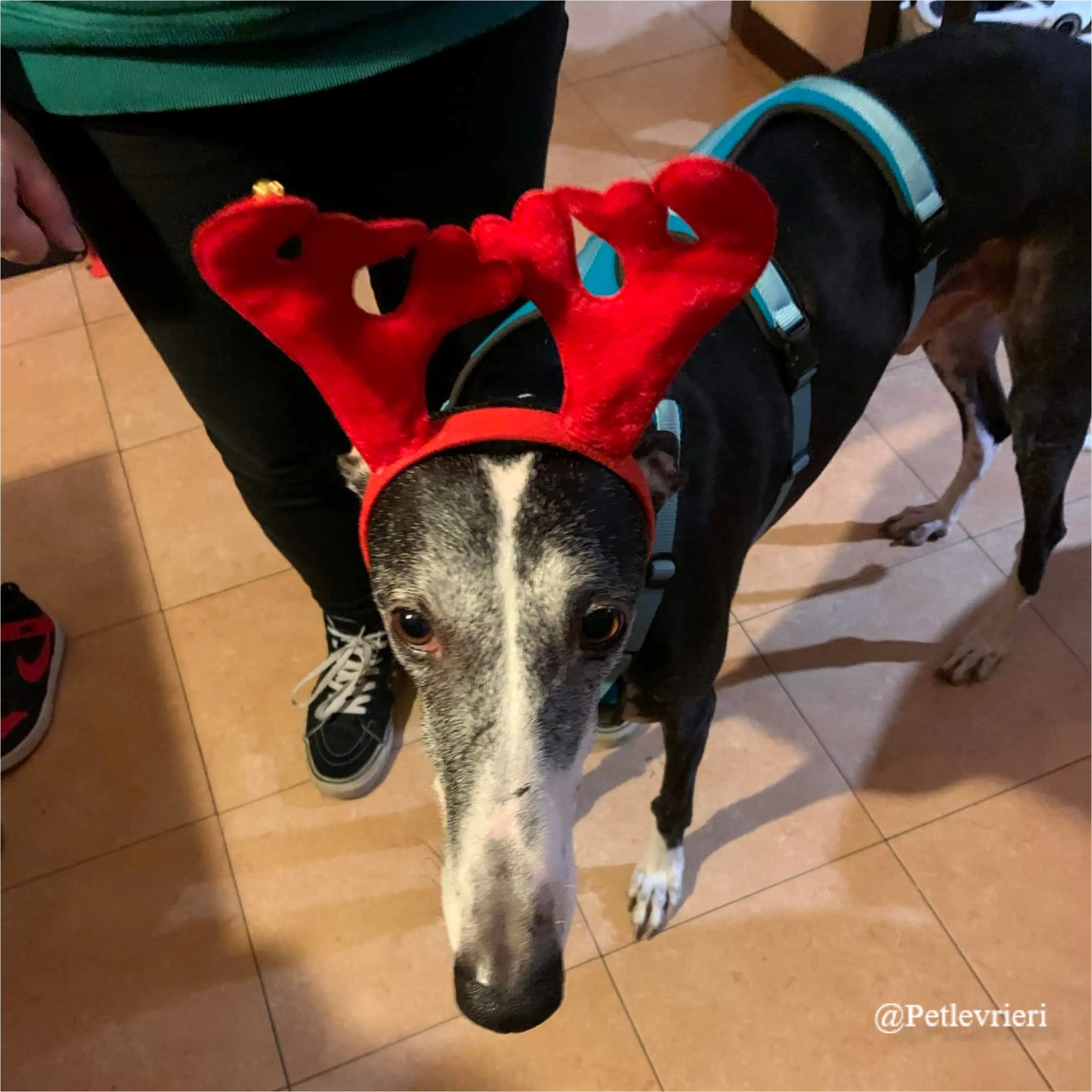 conde pet levrieri natale 2021