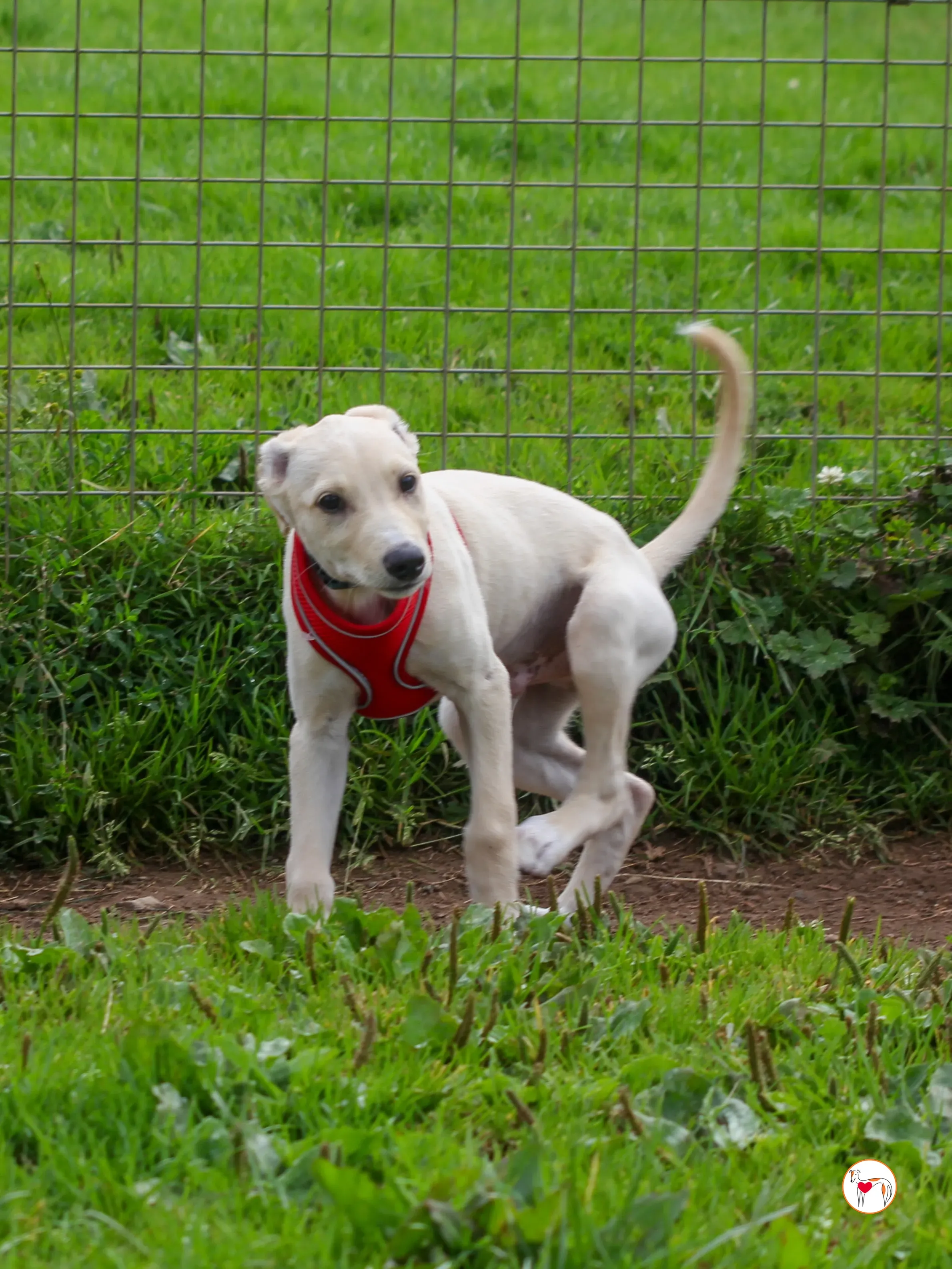 connor grey cucciolo 15