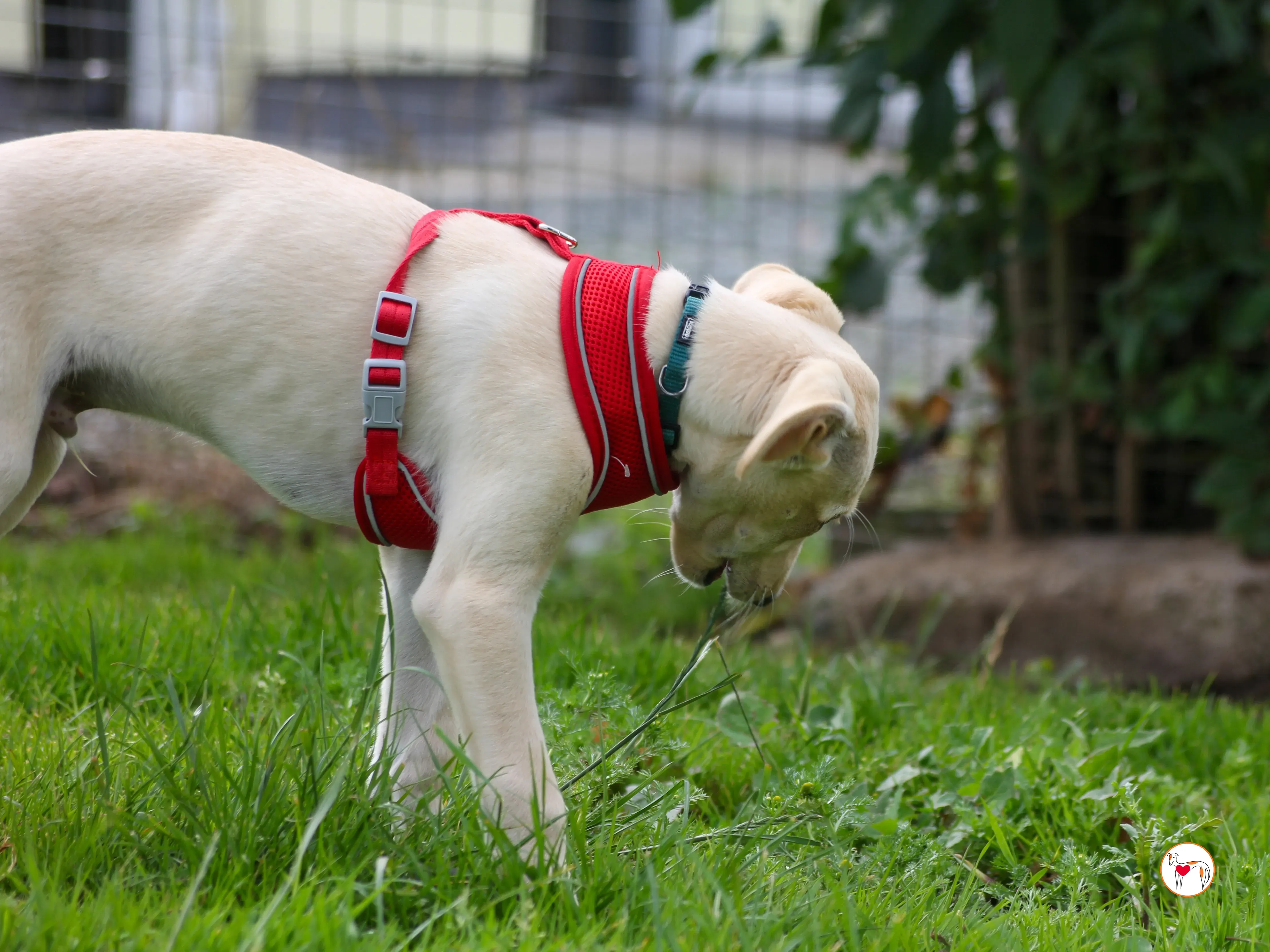 connor grey cucciolo 16