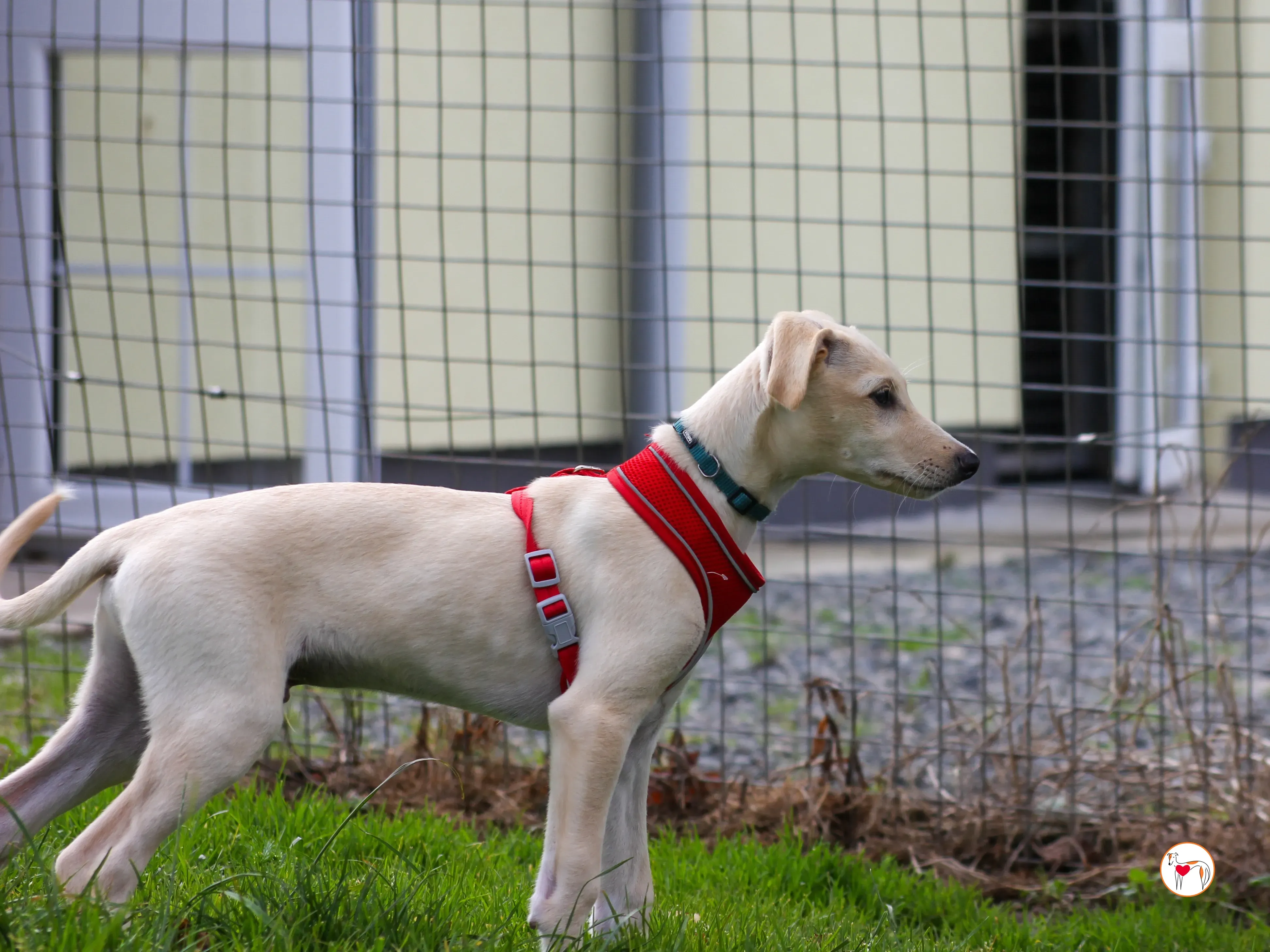 connor grey cucciolo 17