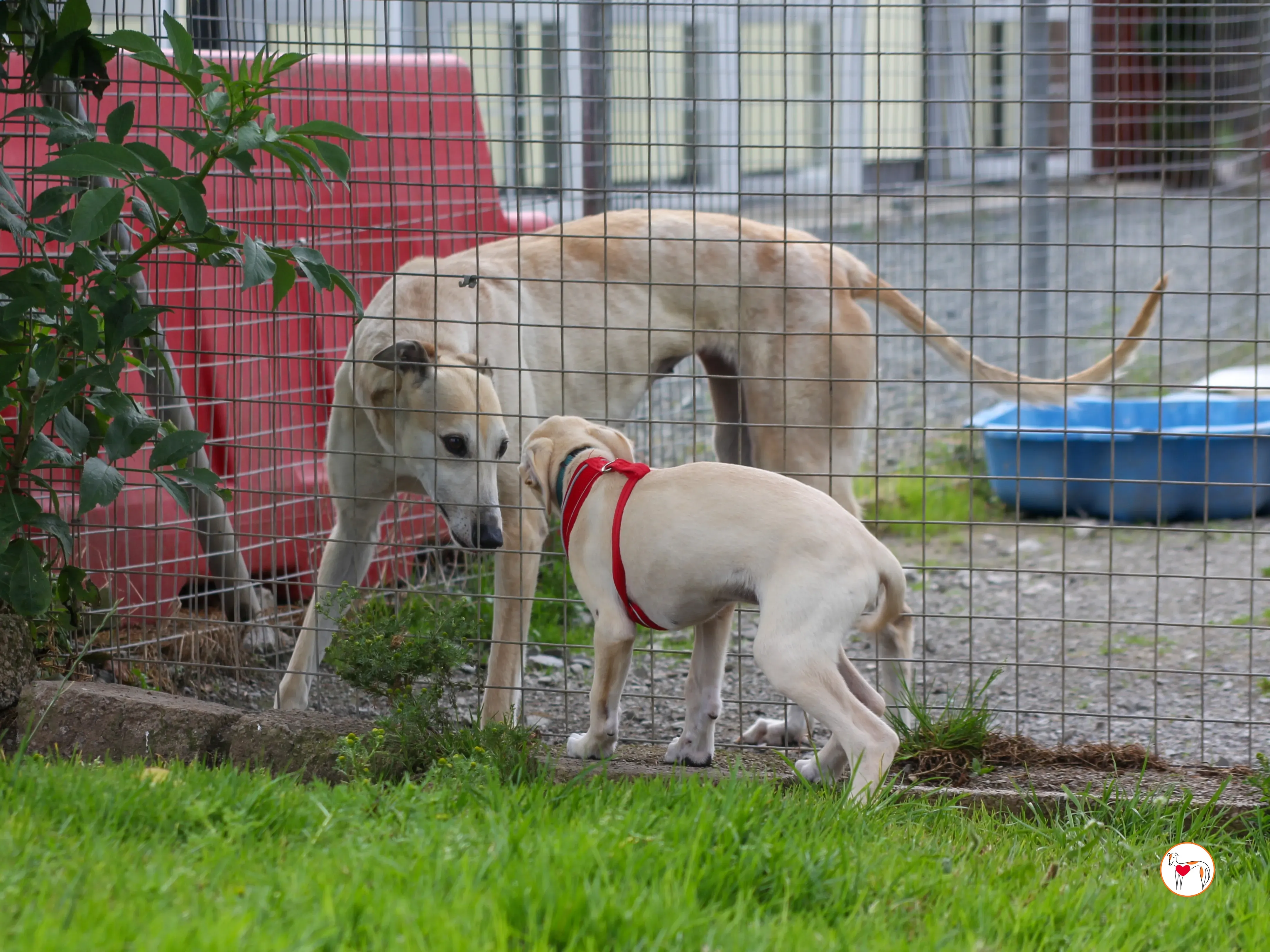 connor grey cucciolo 18