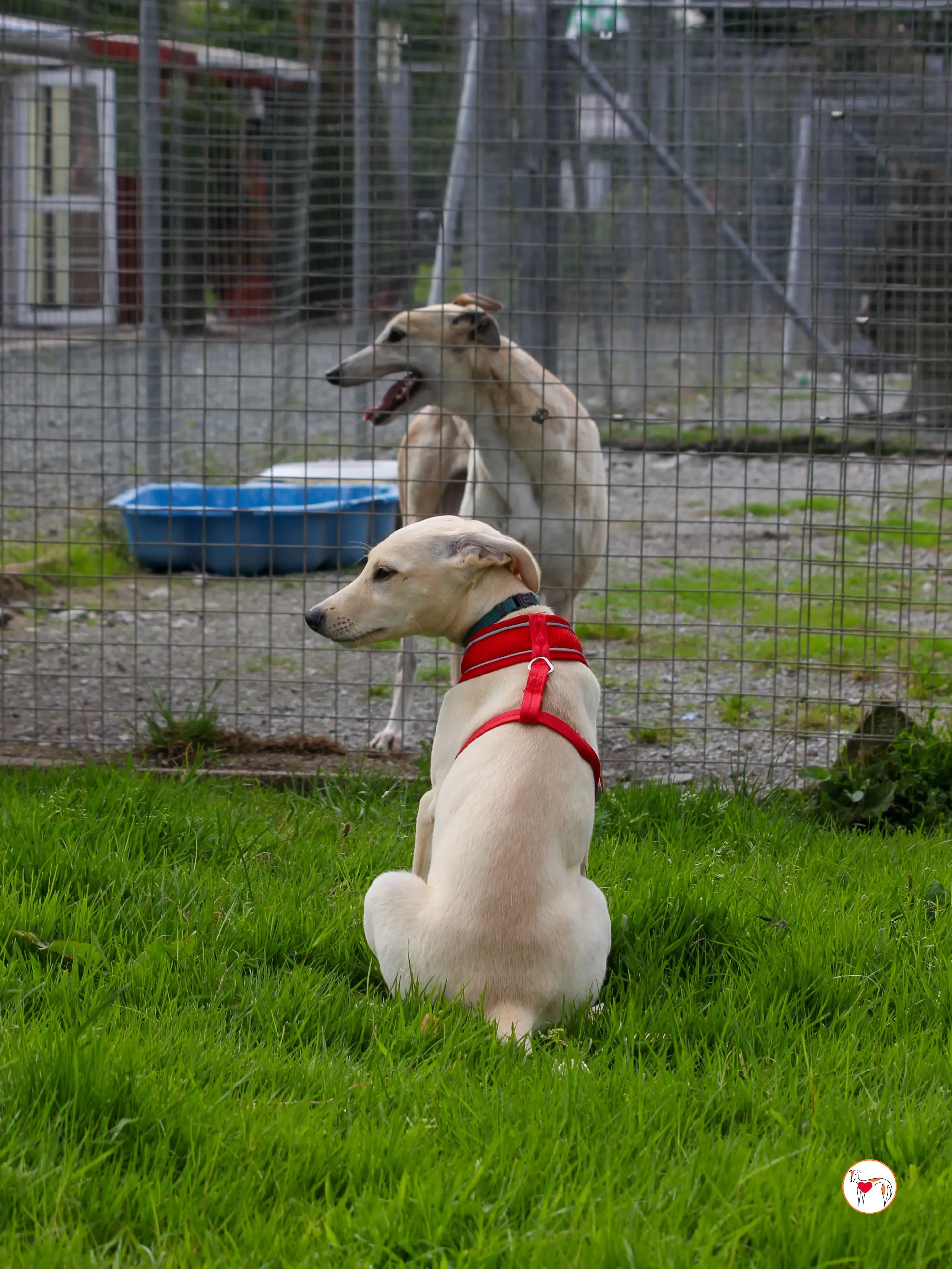 connor grey cucciolo 19