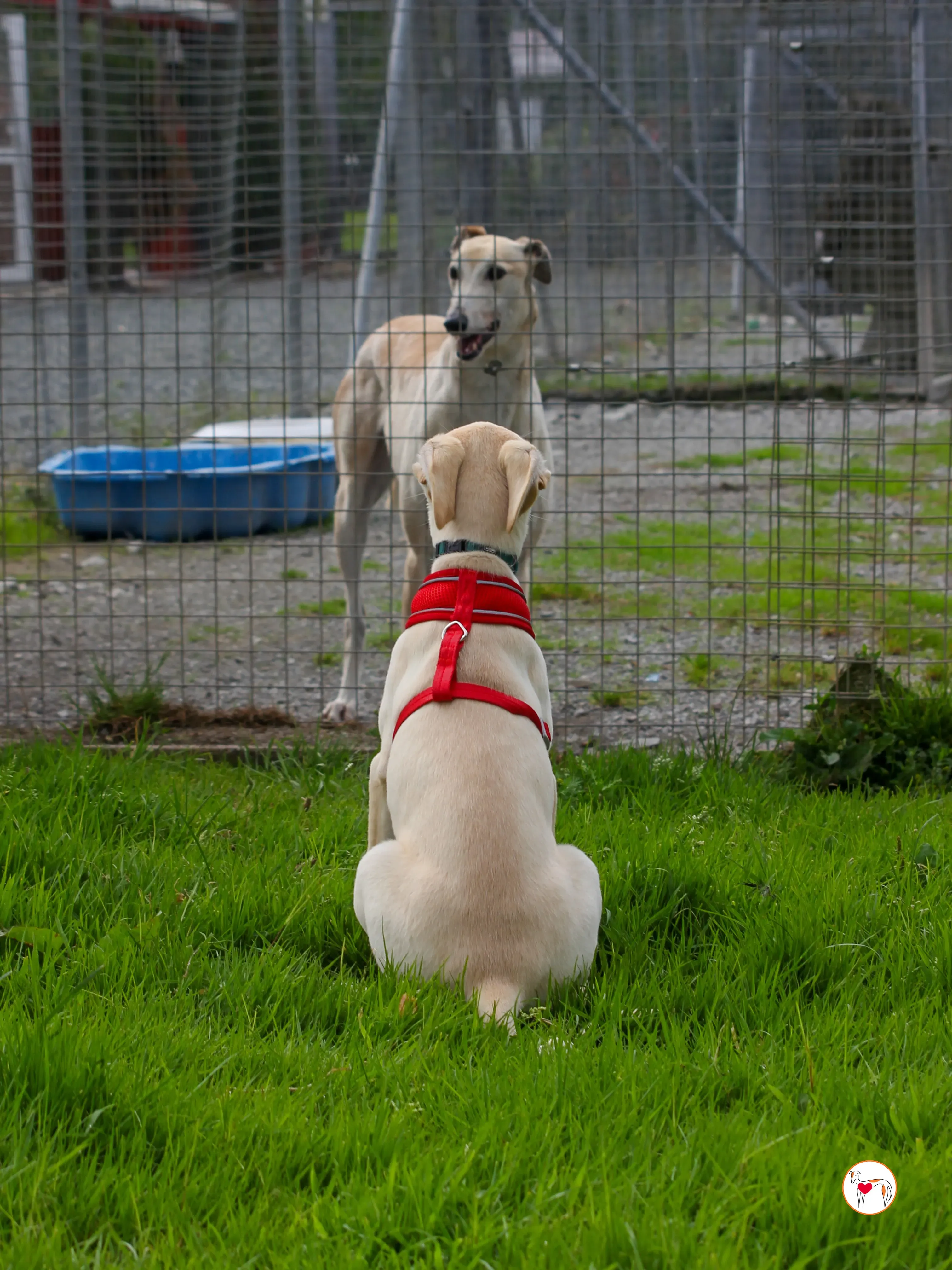 connor grey cucciolo 20