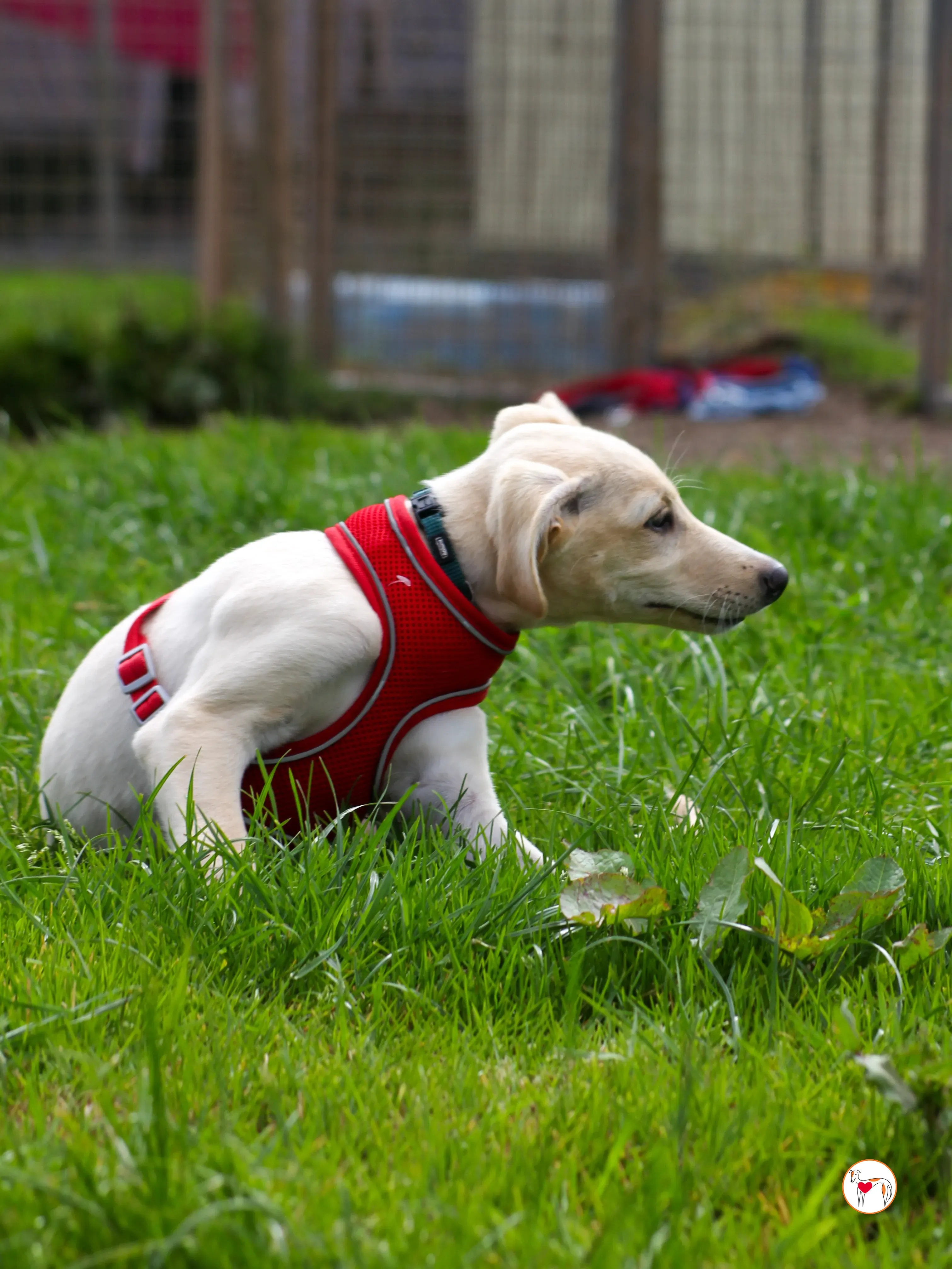 connor grey cucciolo 21