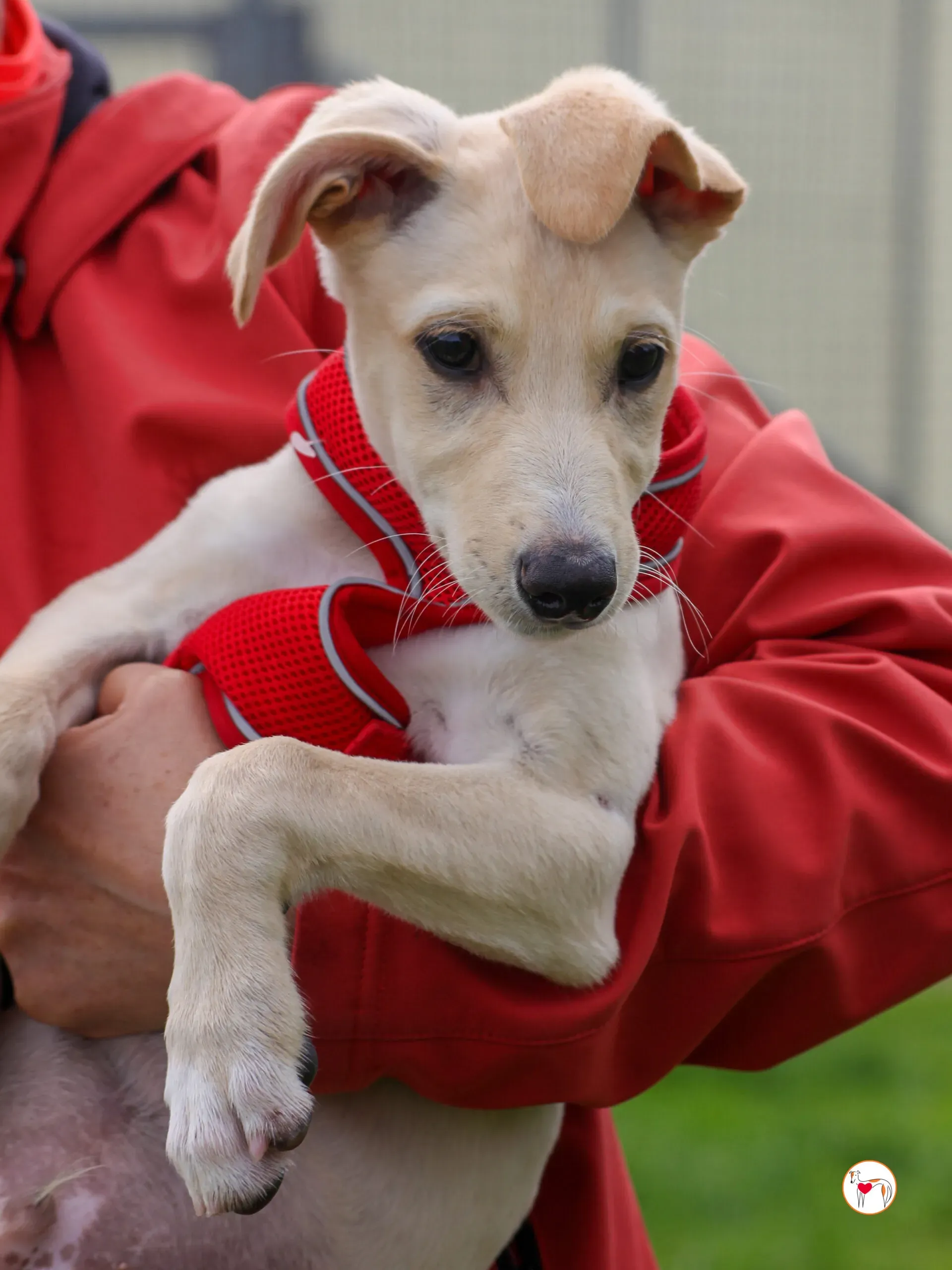 connor grey cucciolo 22 scaled