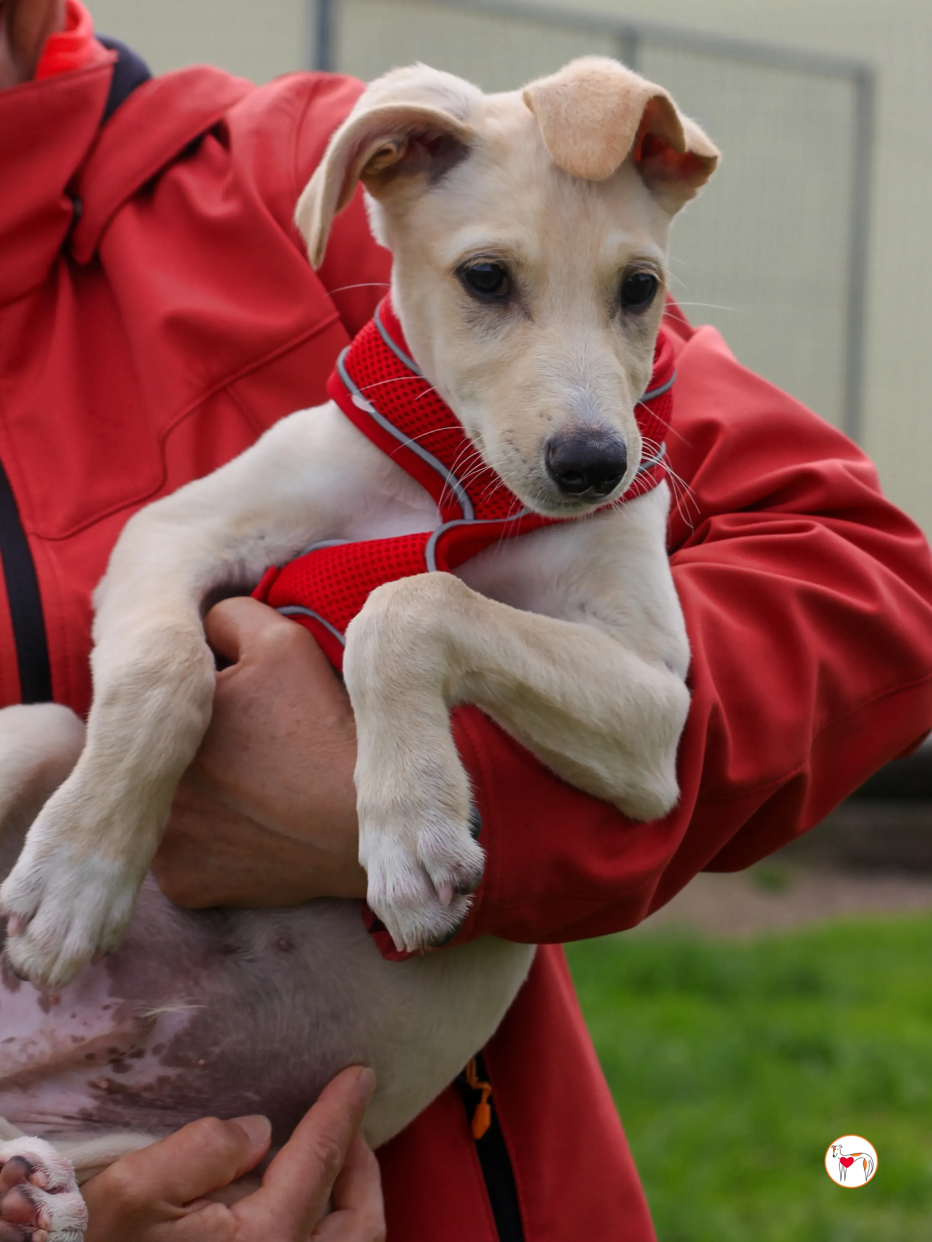 connor grey cucciolo 23