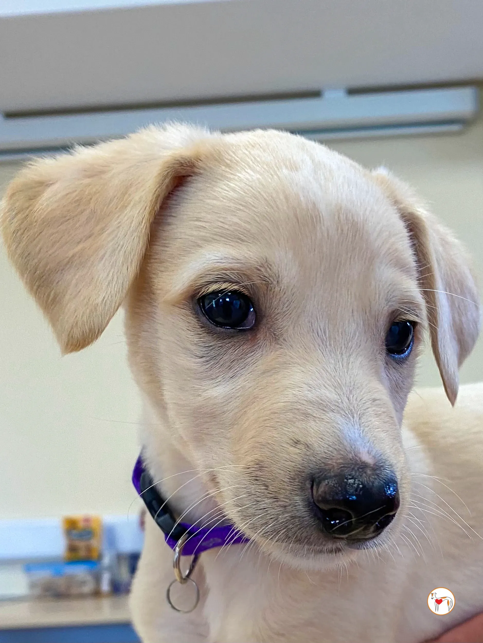 connor grey cucciolo adozione 01