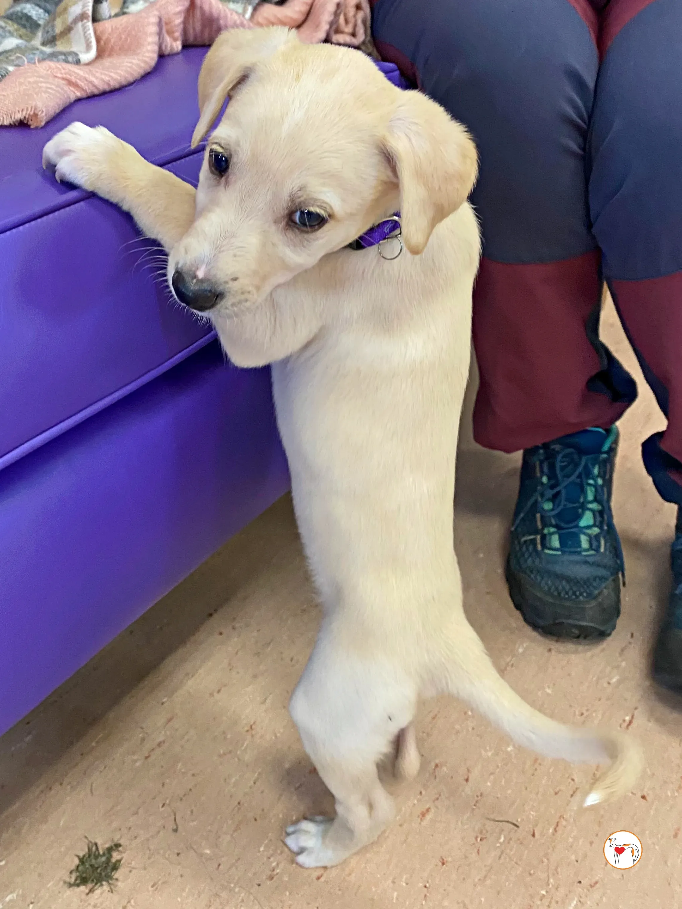 connor grey cucciolo adozione 02