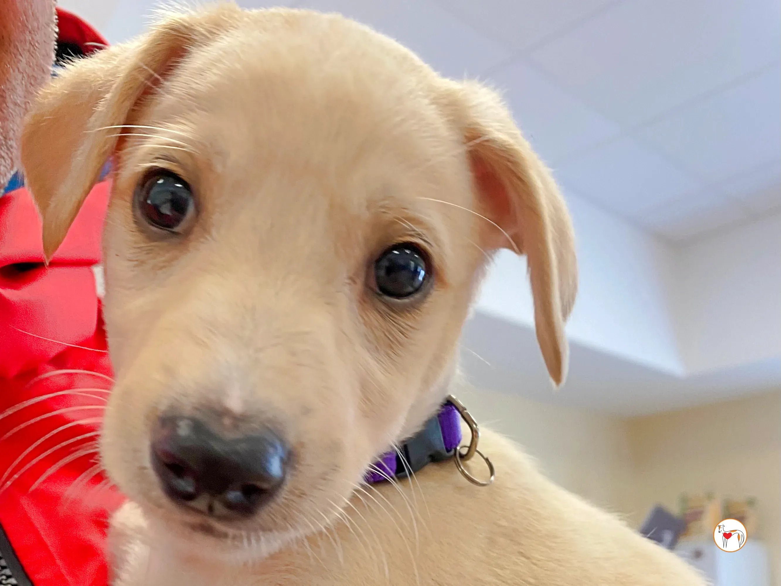 connor grey cucciolo adozione 03