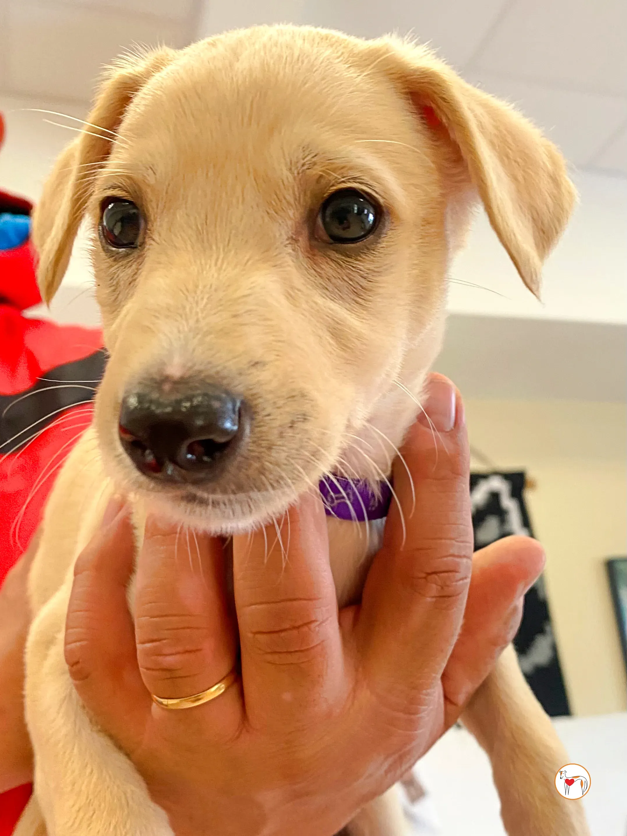 connor grey cucciolo adozione 04