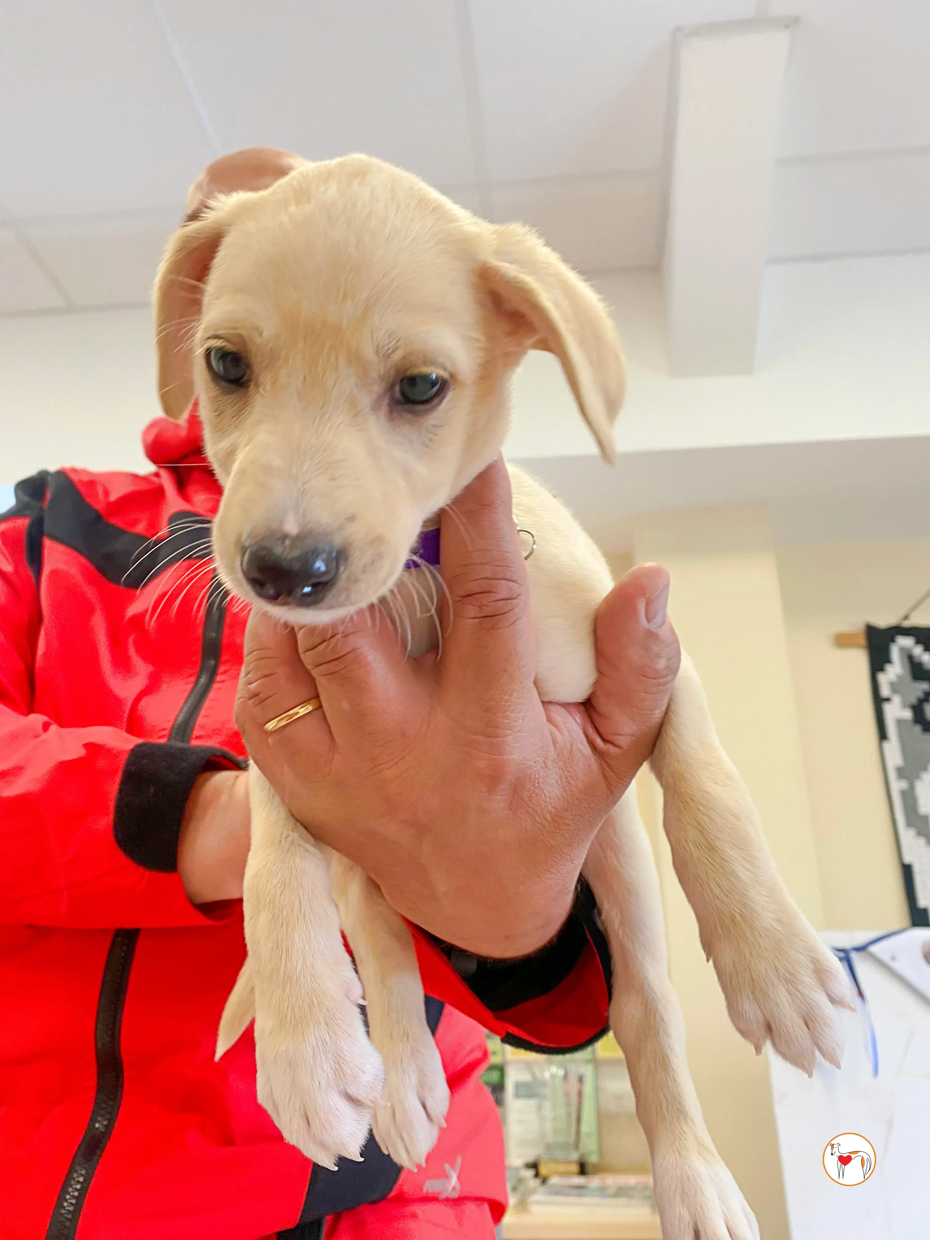 connor grey cucciolo adozione 05