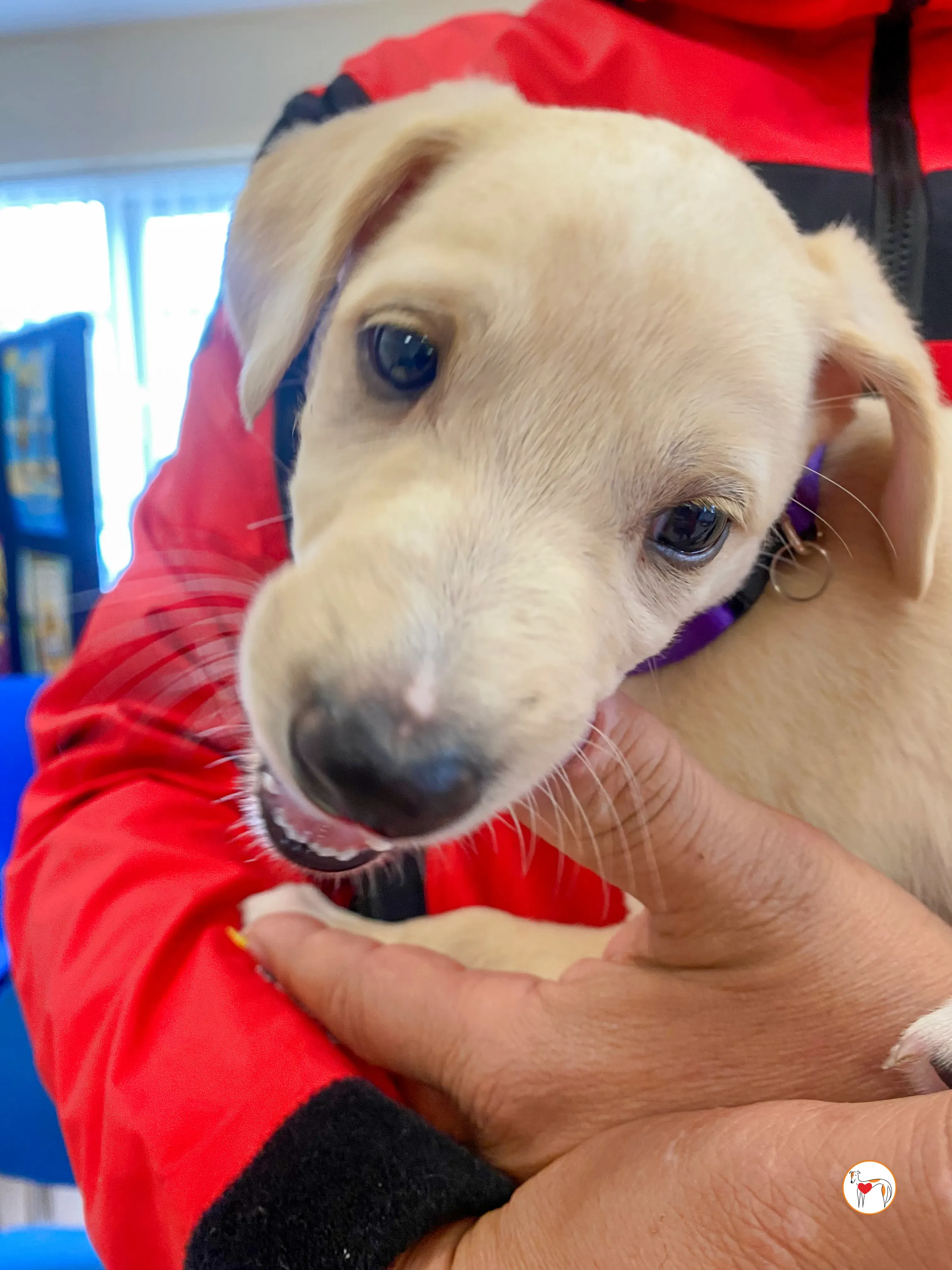 connor grey cucciolo adozione 06