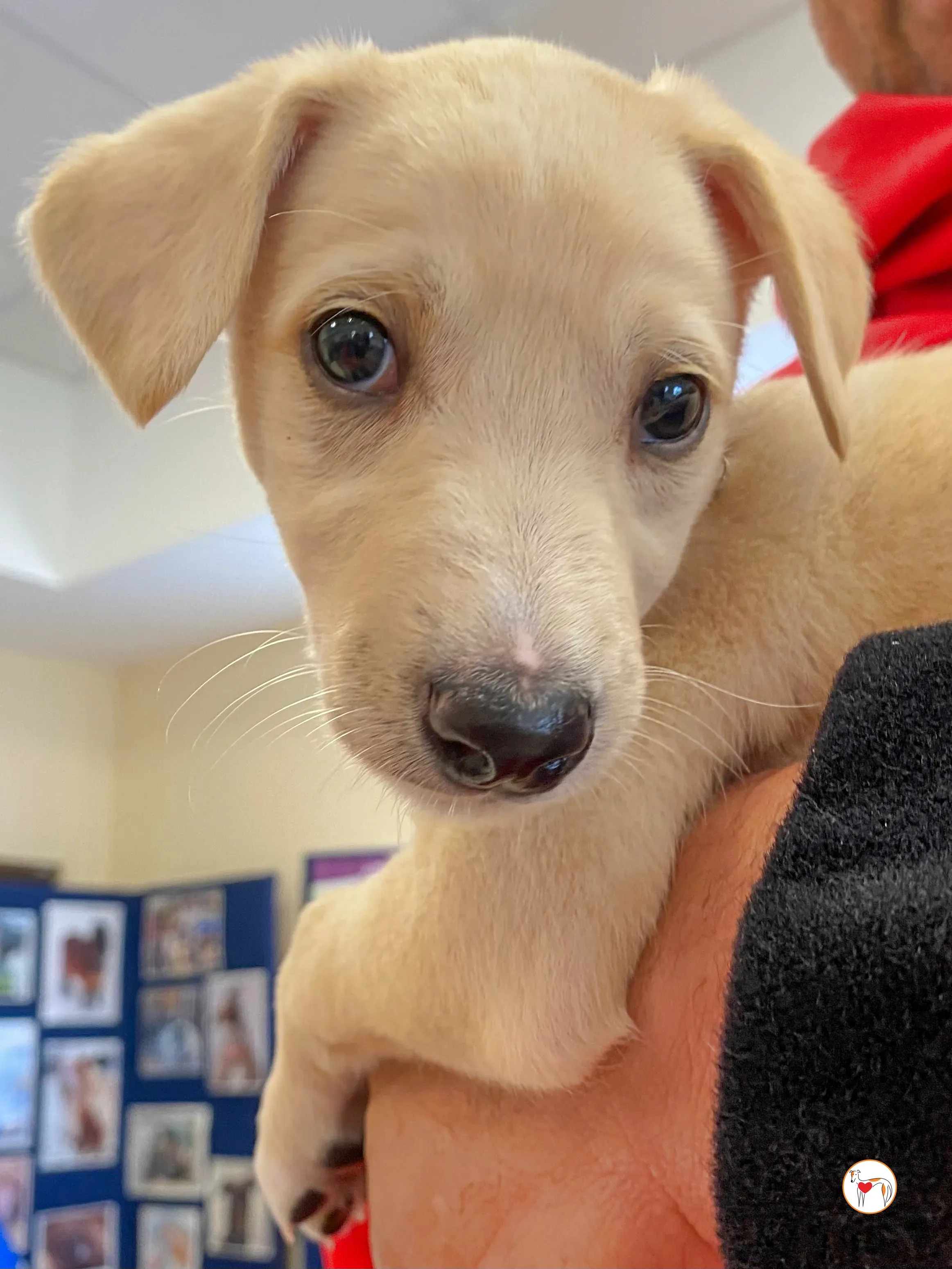 connor grey cucciolo adozione 07