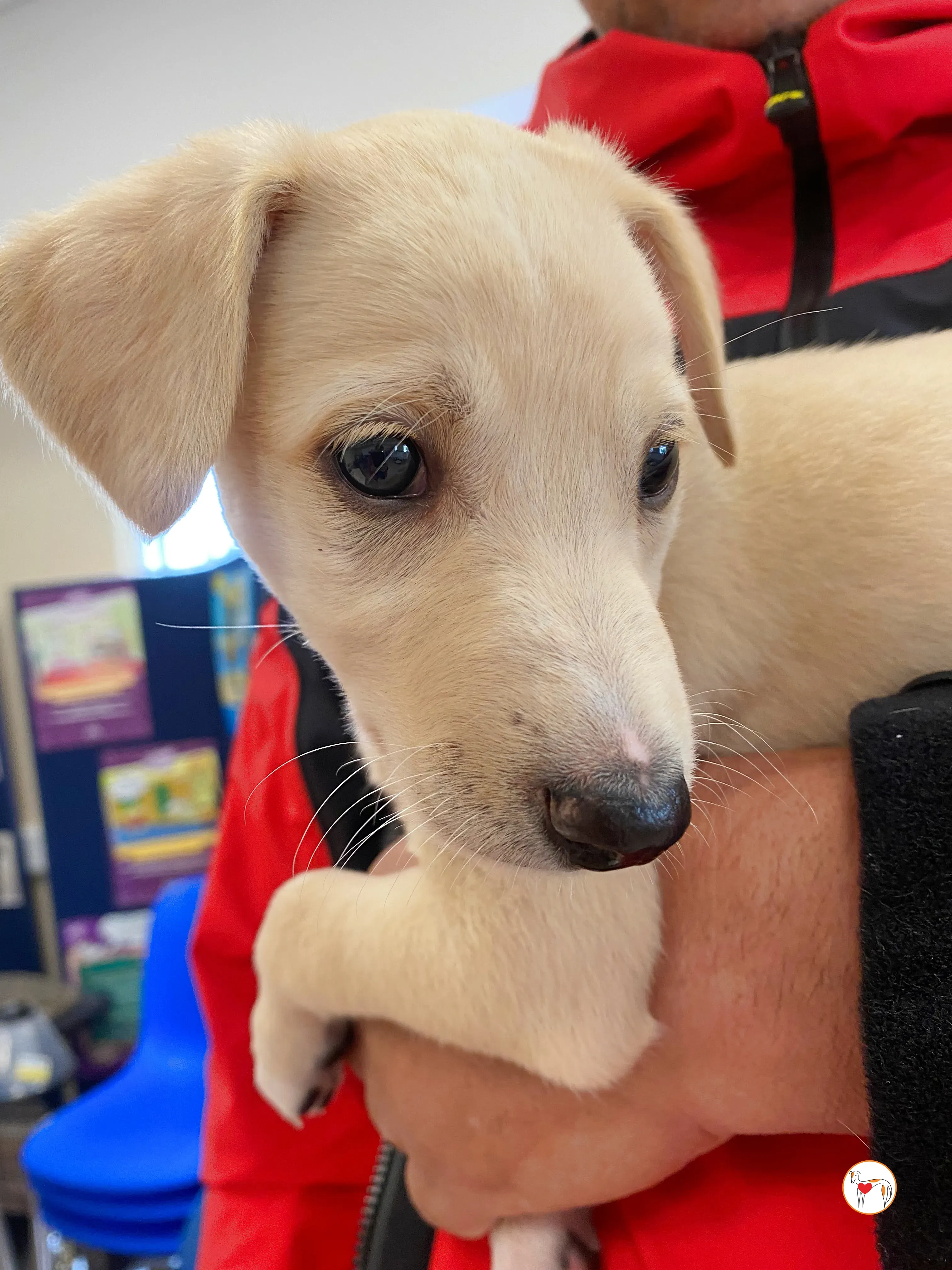 connor grey cucciolo adozione 08