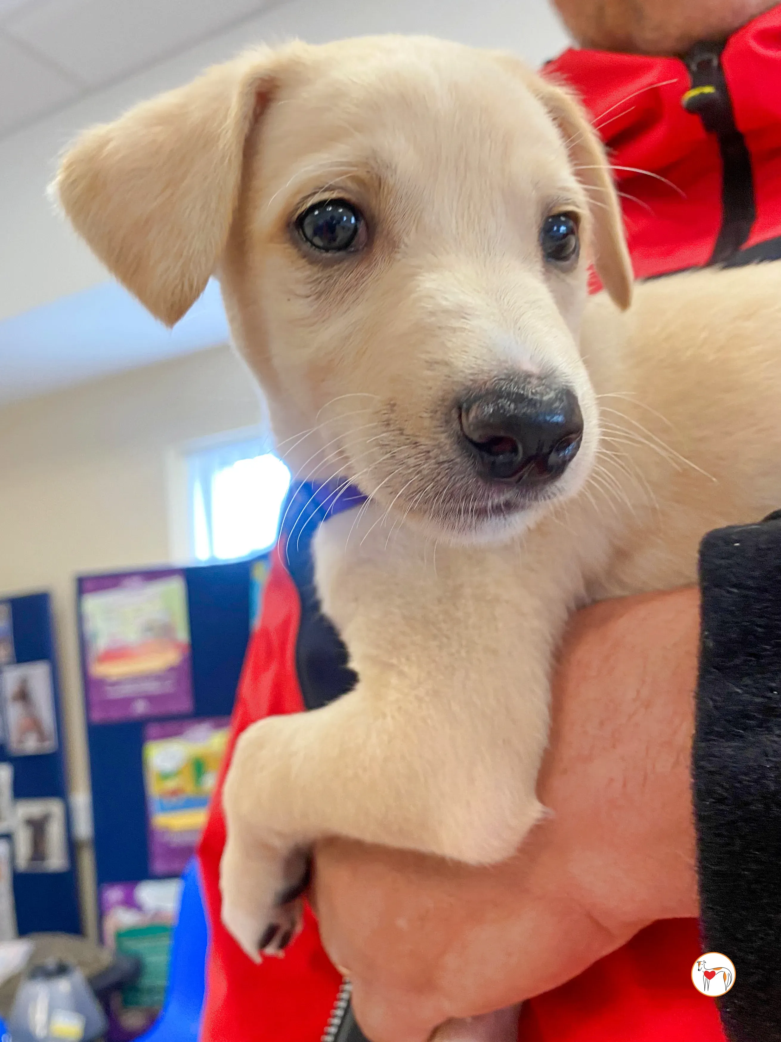 connor grey cucciolo adozione 09