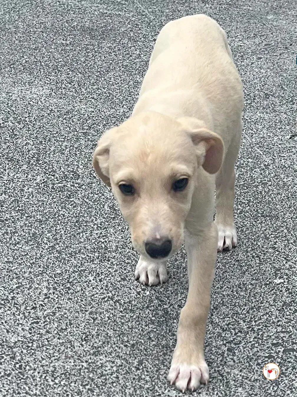 connor grey cucciolo adozione 10