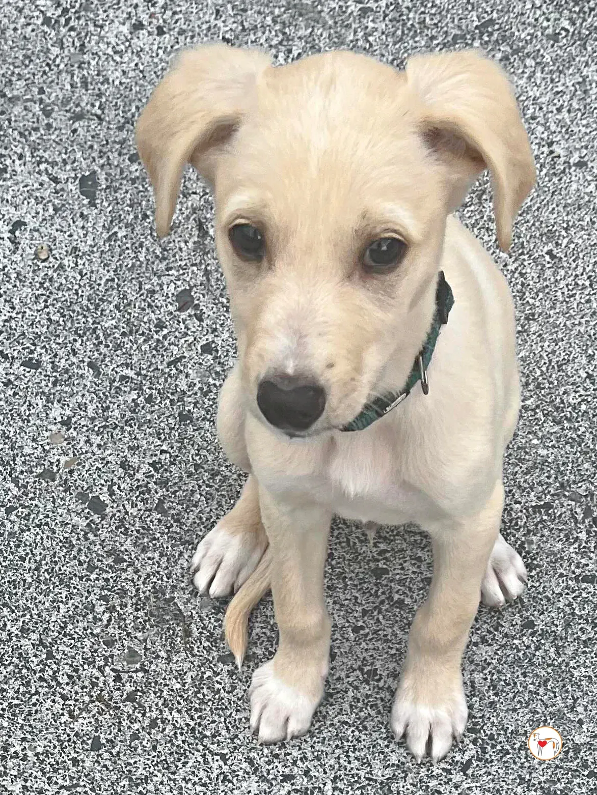 connor grey cucciolo adozione 11