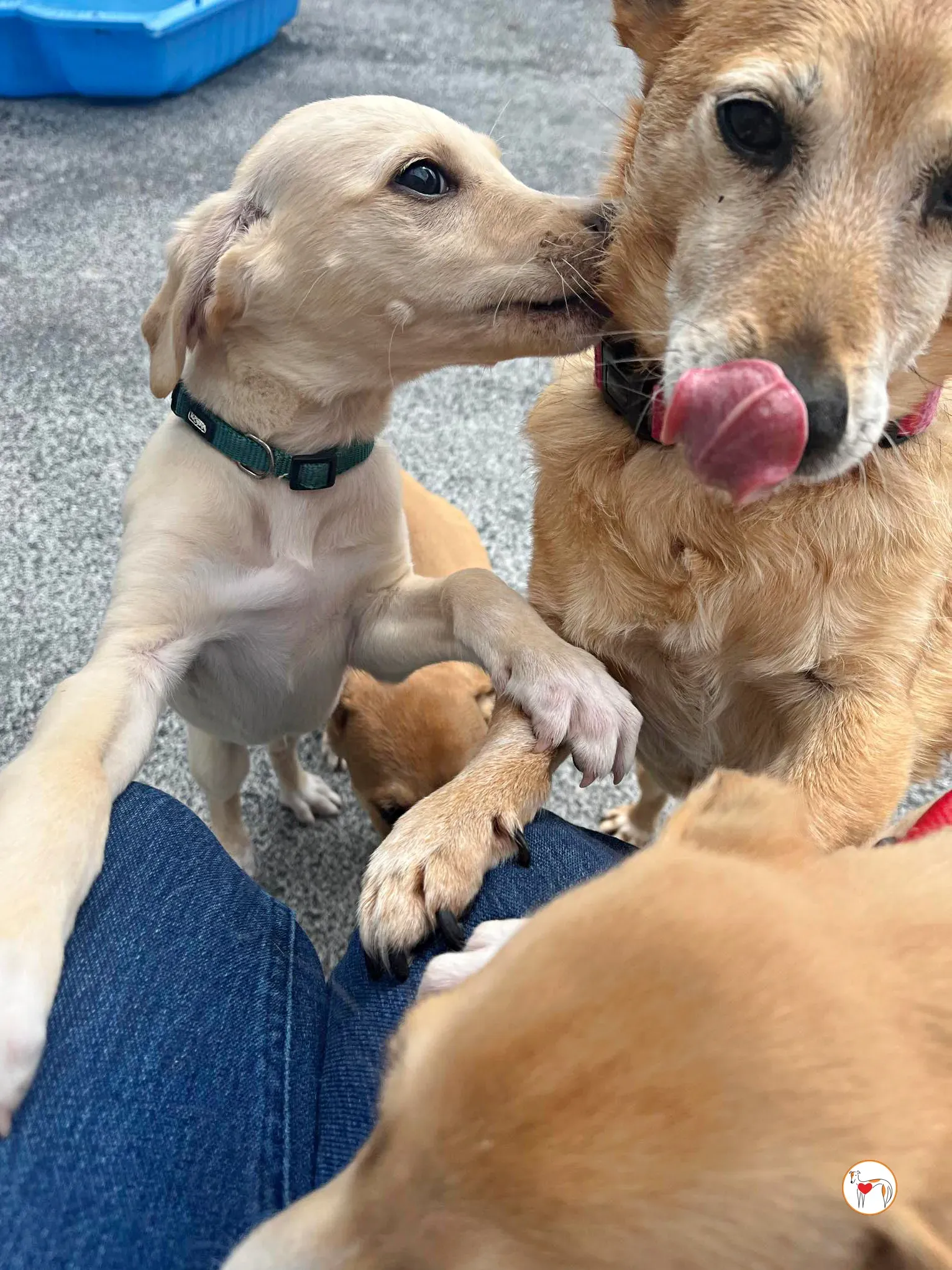 connor grey cucciolo adozione 12