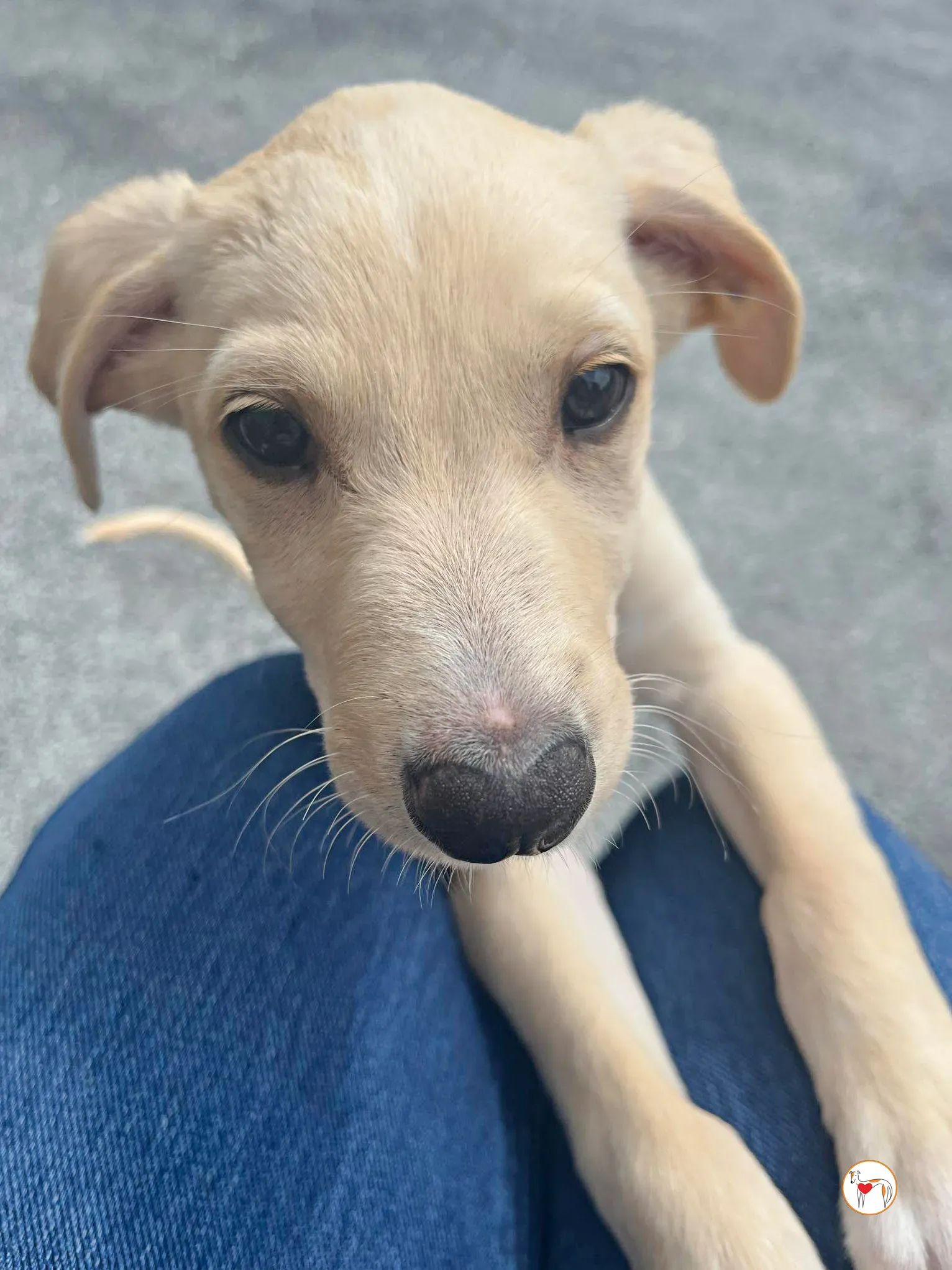 connor grey cucciolo adozione 13