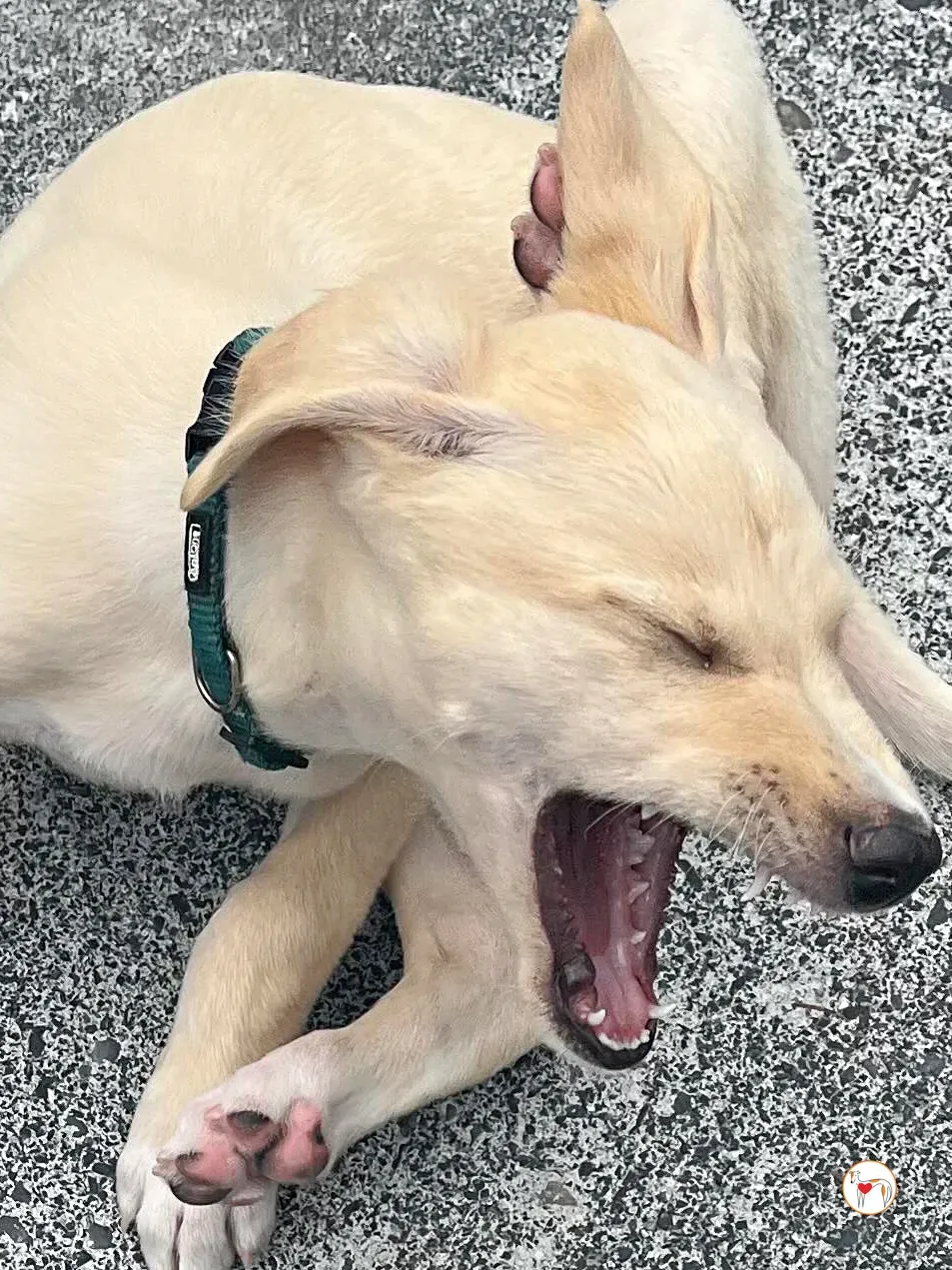 connor grey cucciolo adozione 14