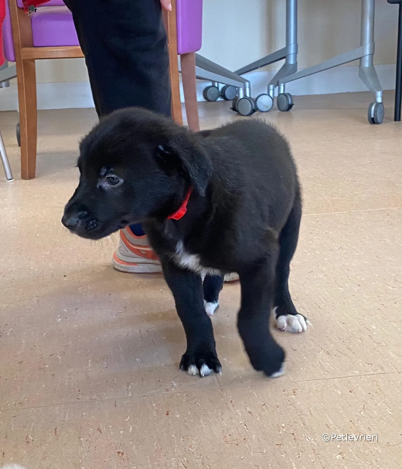 conor adozione greyhound petlevrieri 01