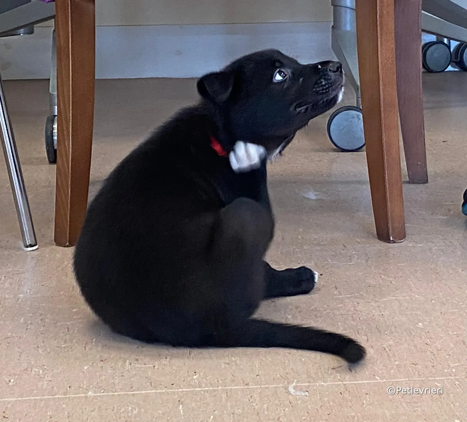 conor adozione greyhound petlevrieri 02