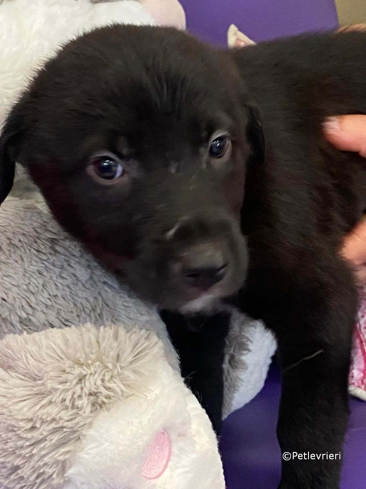 conor adozione greyhound petlevrieri 03