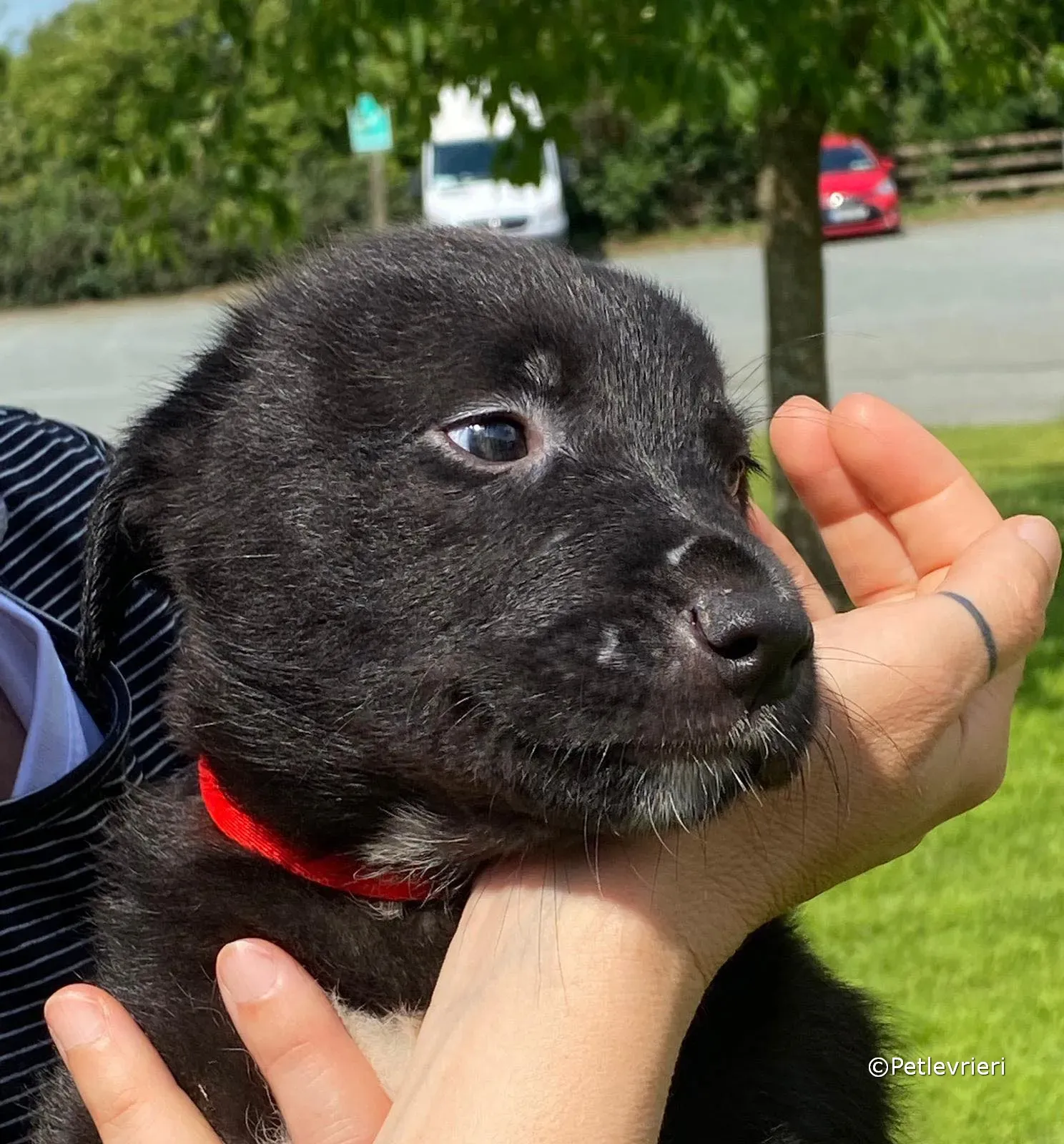 conor adozione greyhound petlevrieri 04