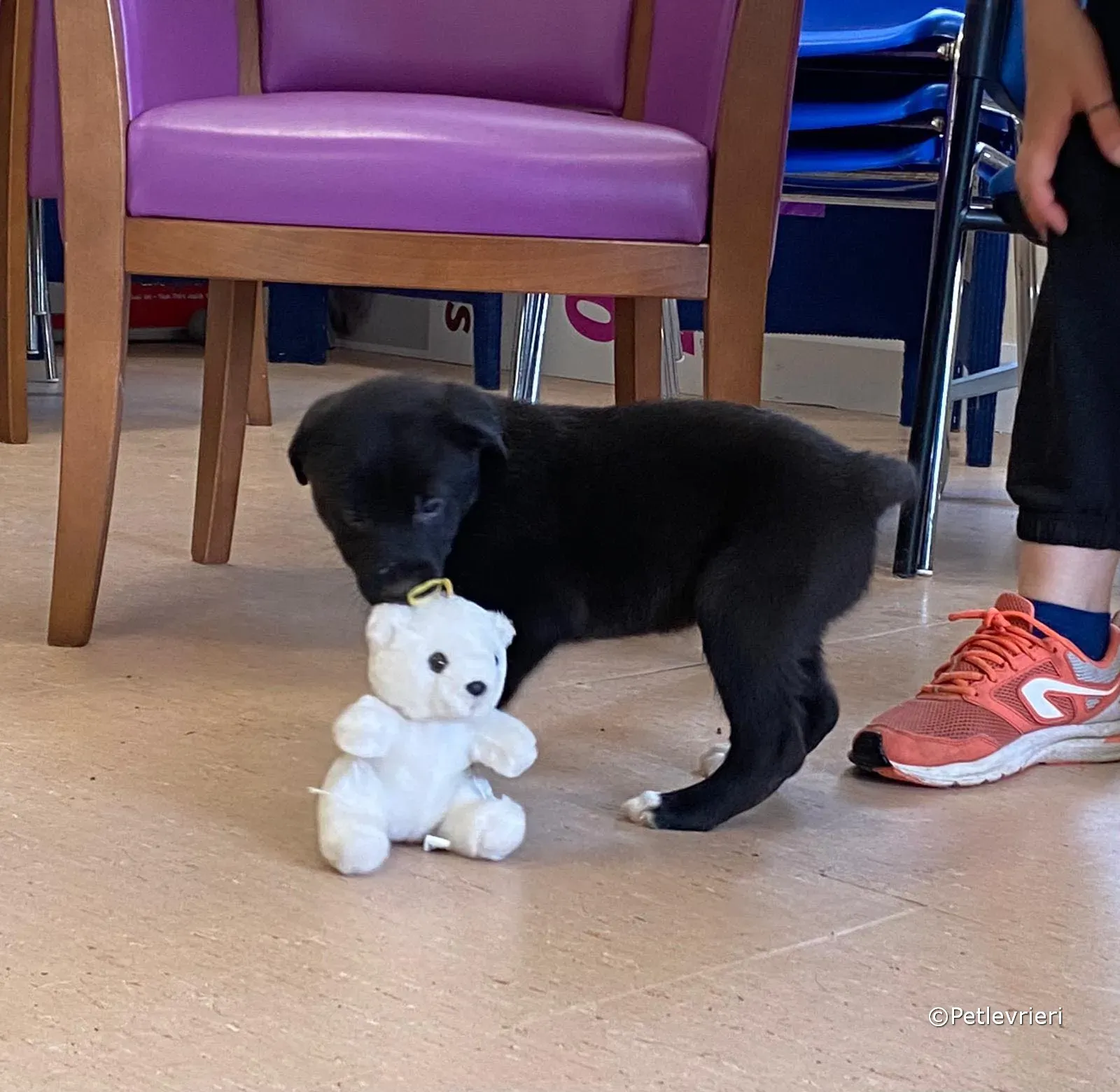 conor adozione greyhound petlevrieri 05