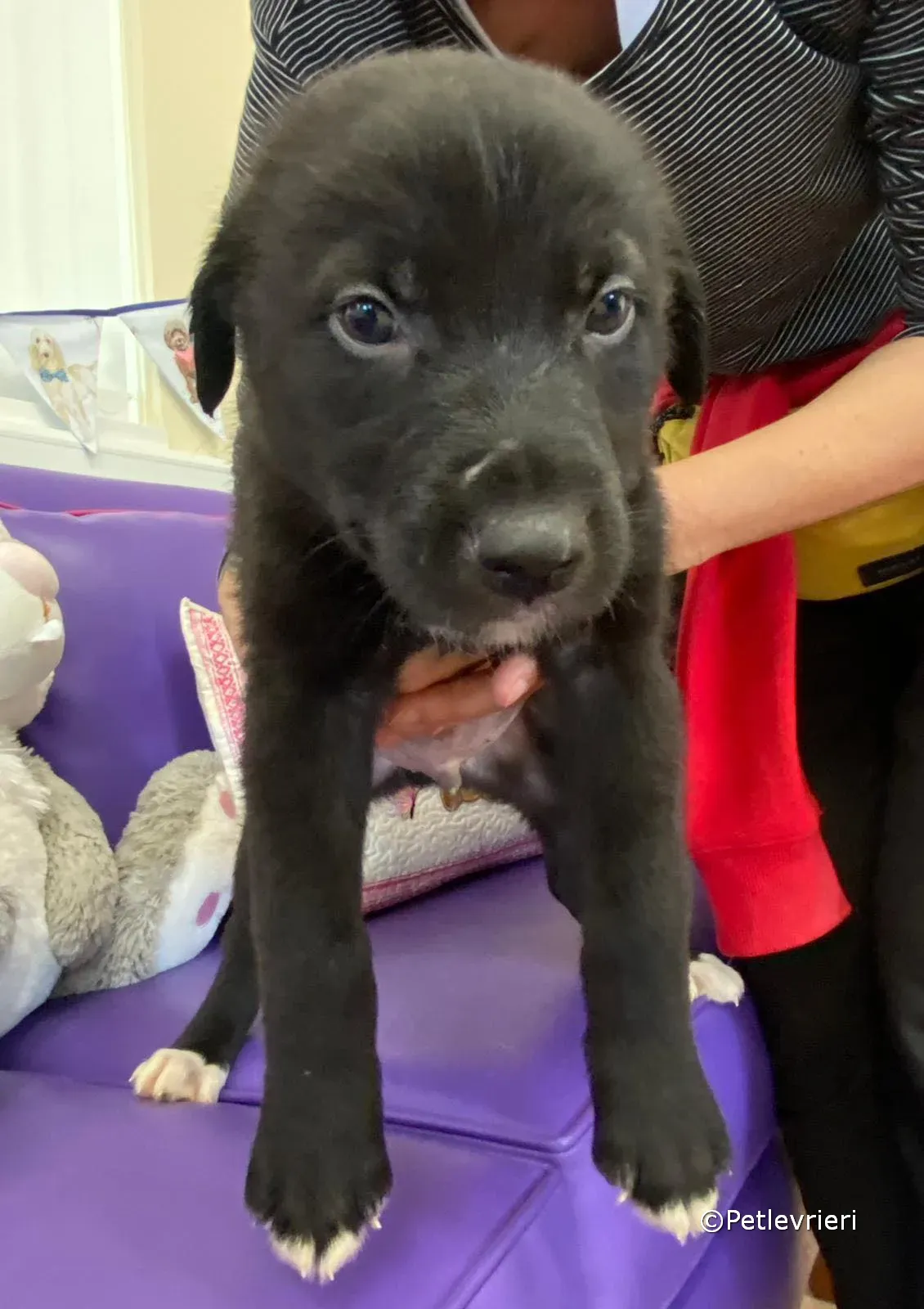 conor adozione greyhound petlevrieri 06 1