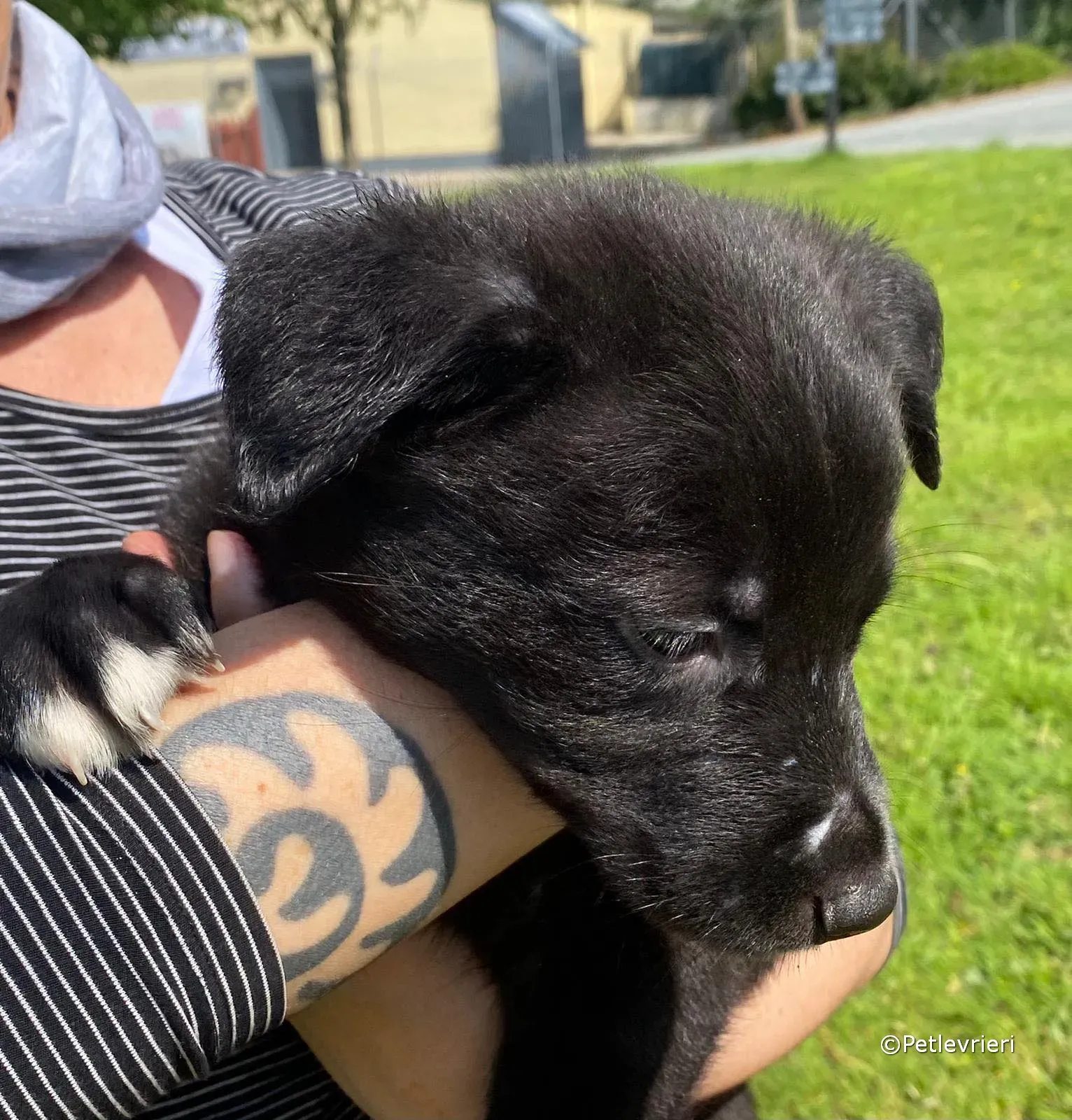 conor adozione greyhound petlevrieri 07 1